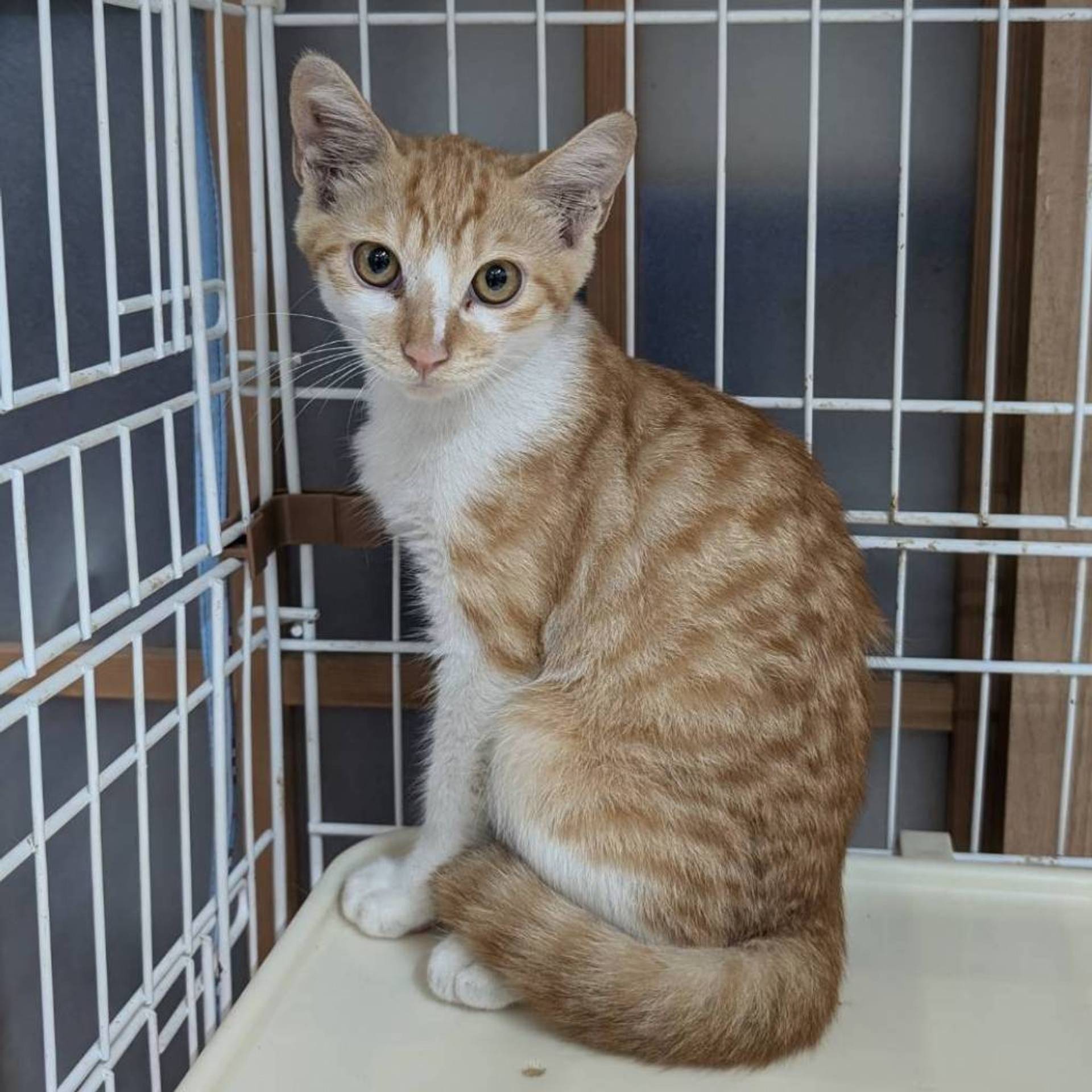 雑種（ミックス猫）・オスの里親募集の写真