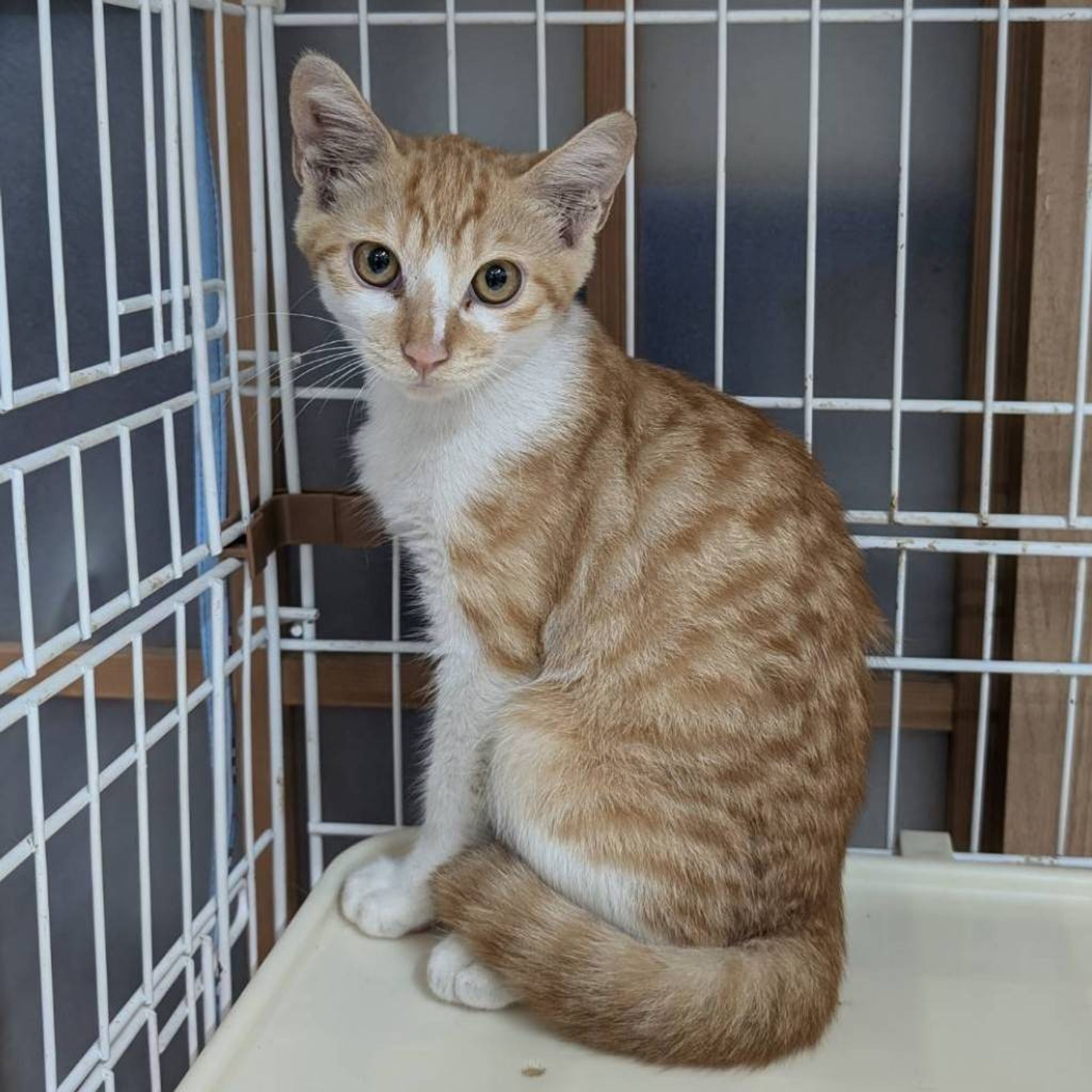 雑種（ミックス猫）・オスの里親募集の写真
