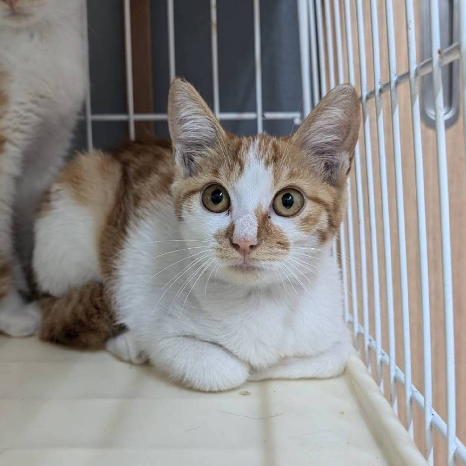 雑種（ミックス猫）・メスの里親募集の写真