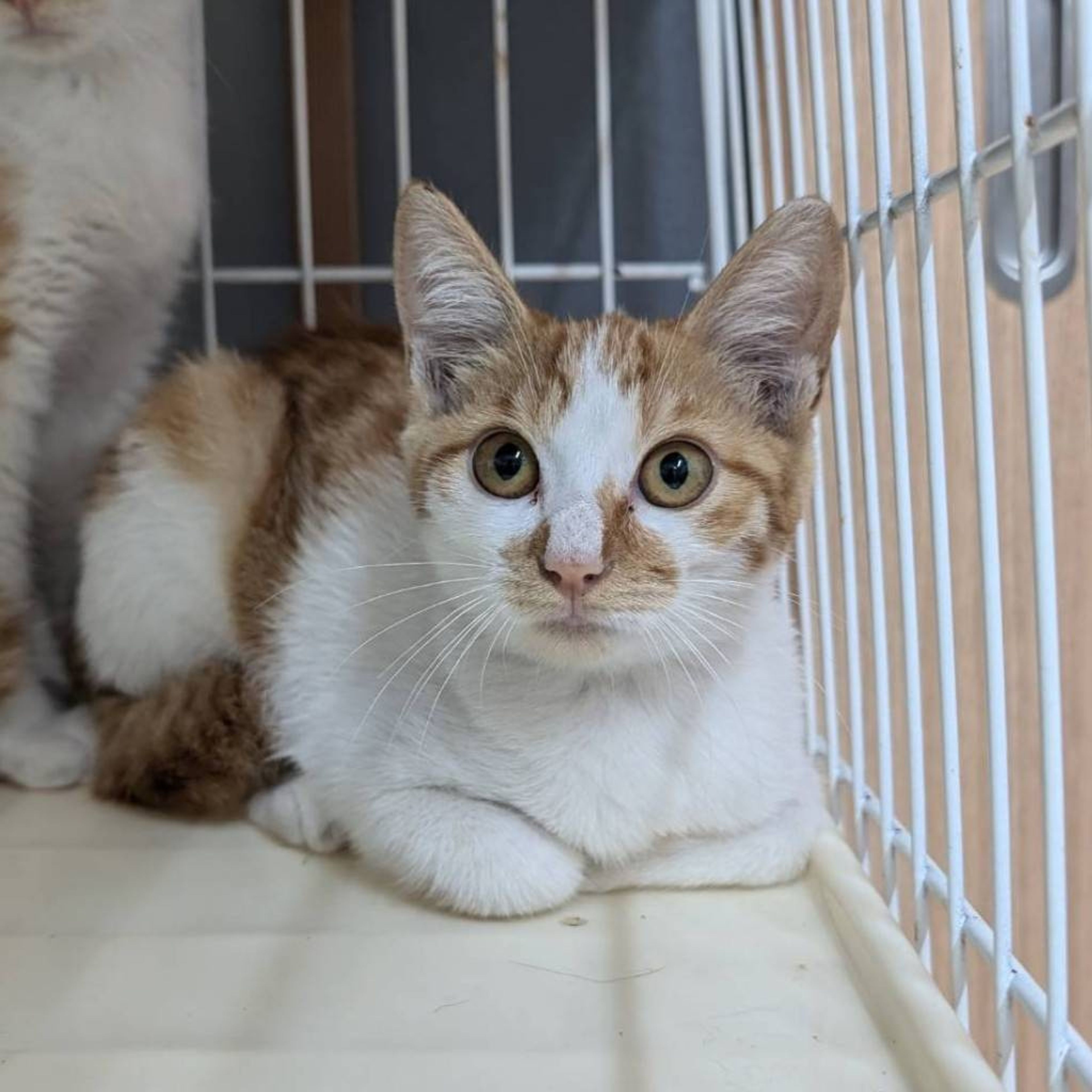 雑種（ミックス猫）・メスの里親募集の写真