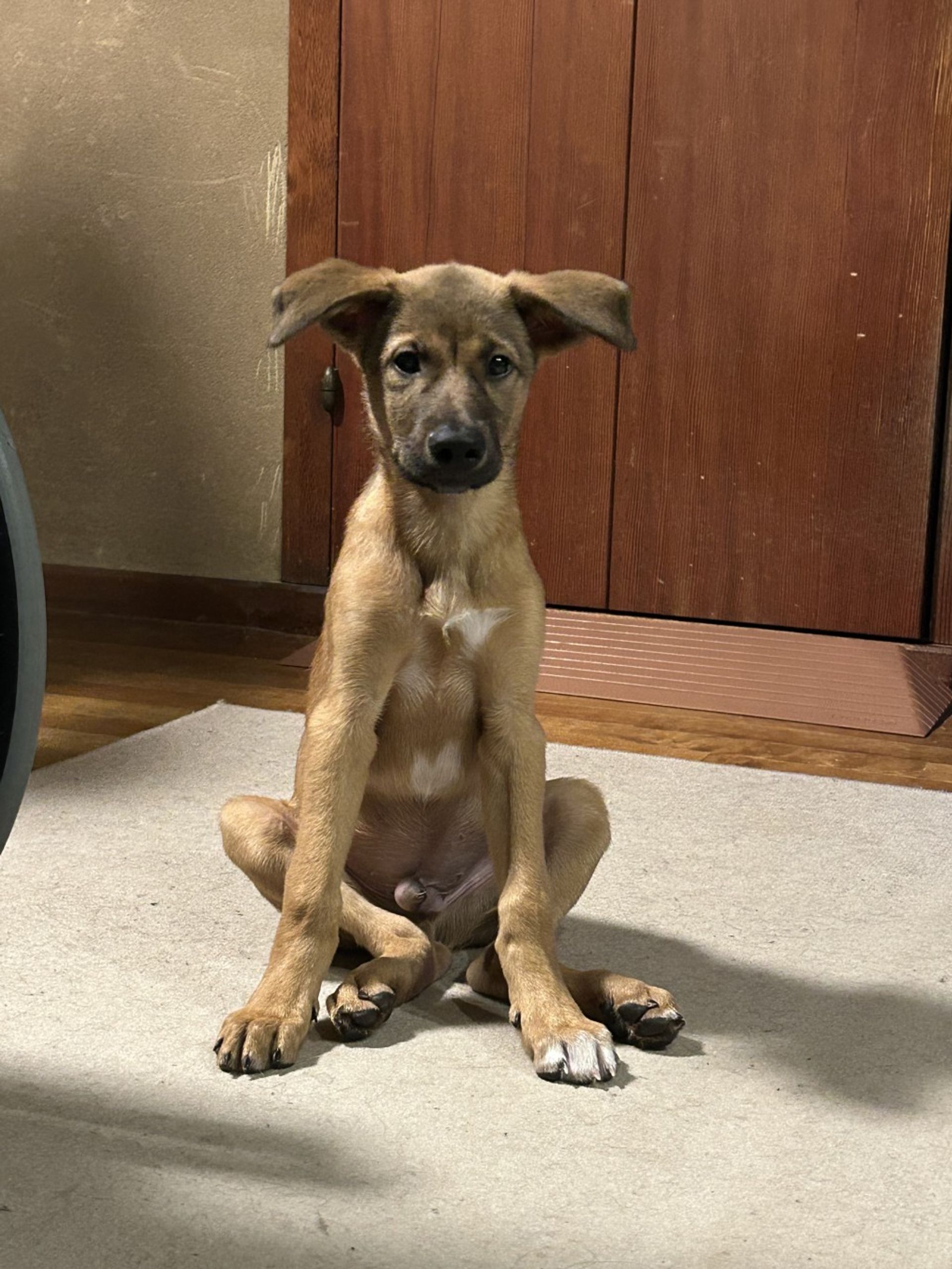 雑種（ミックス犬）・オスの里親募集の写真