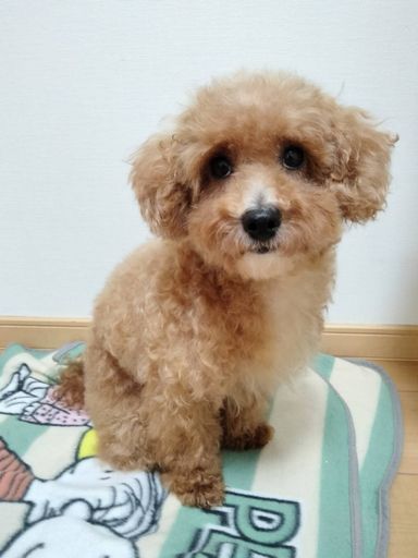 小町