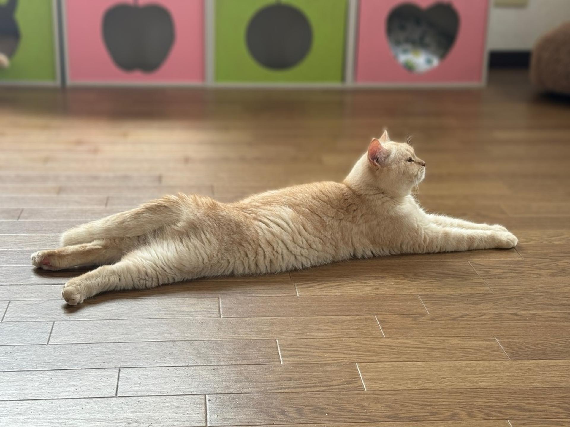 pet-image-2