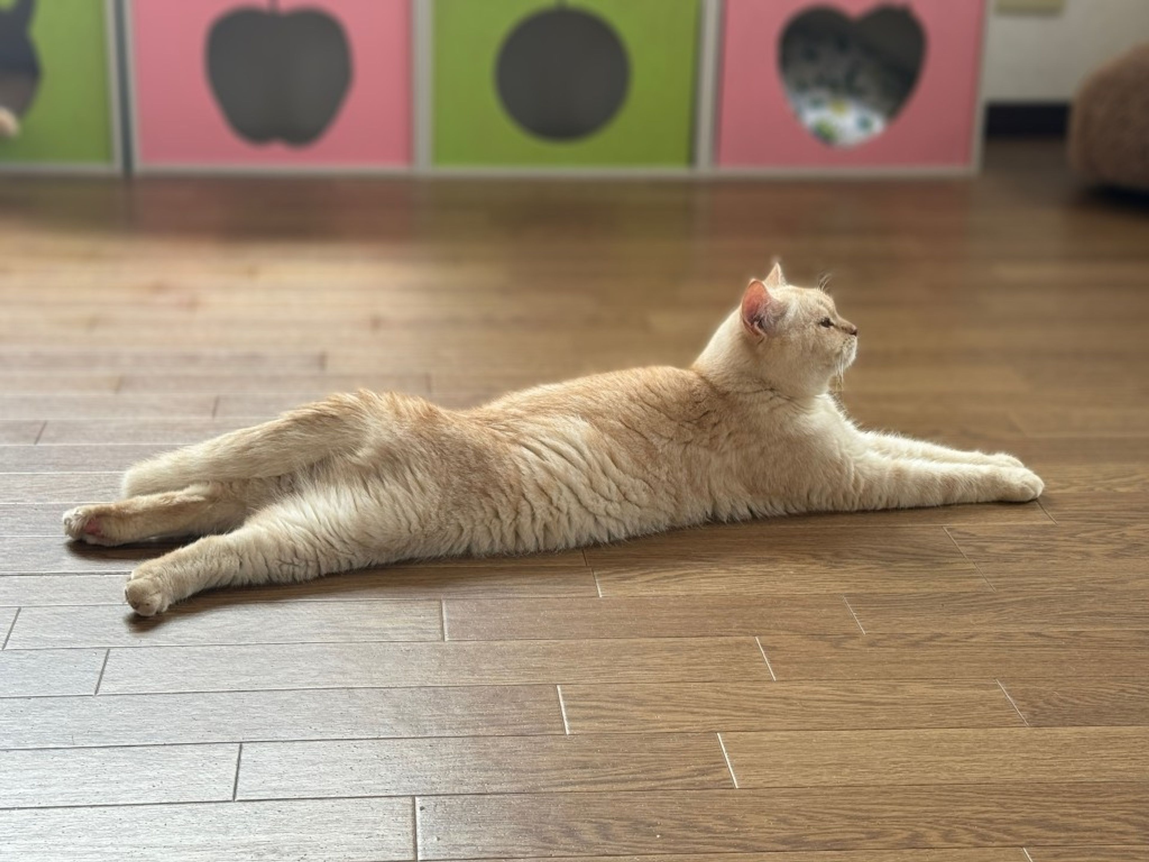 pet-image-2