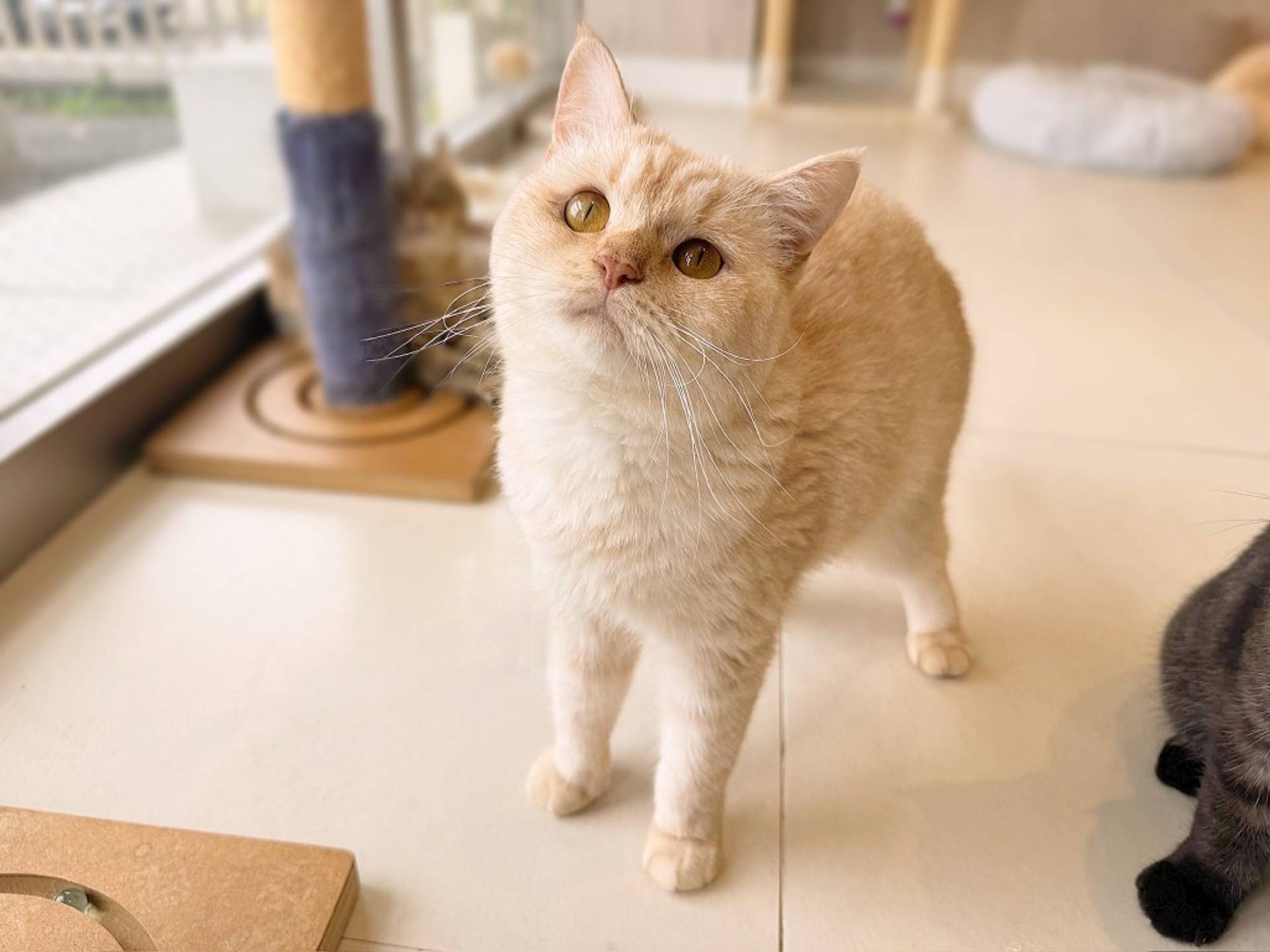 スコティッシュフォールド・オスの里親募集の写真
