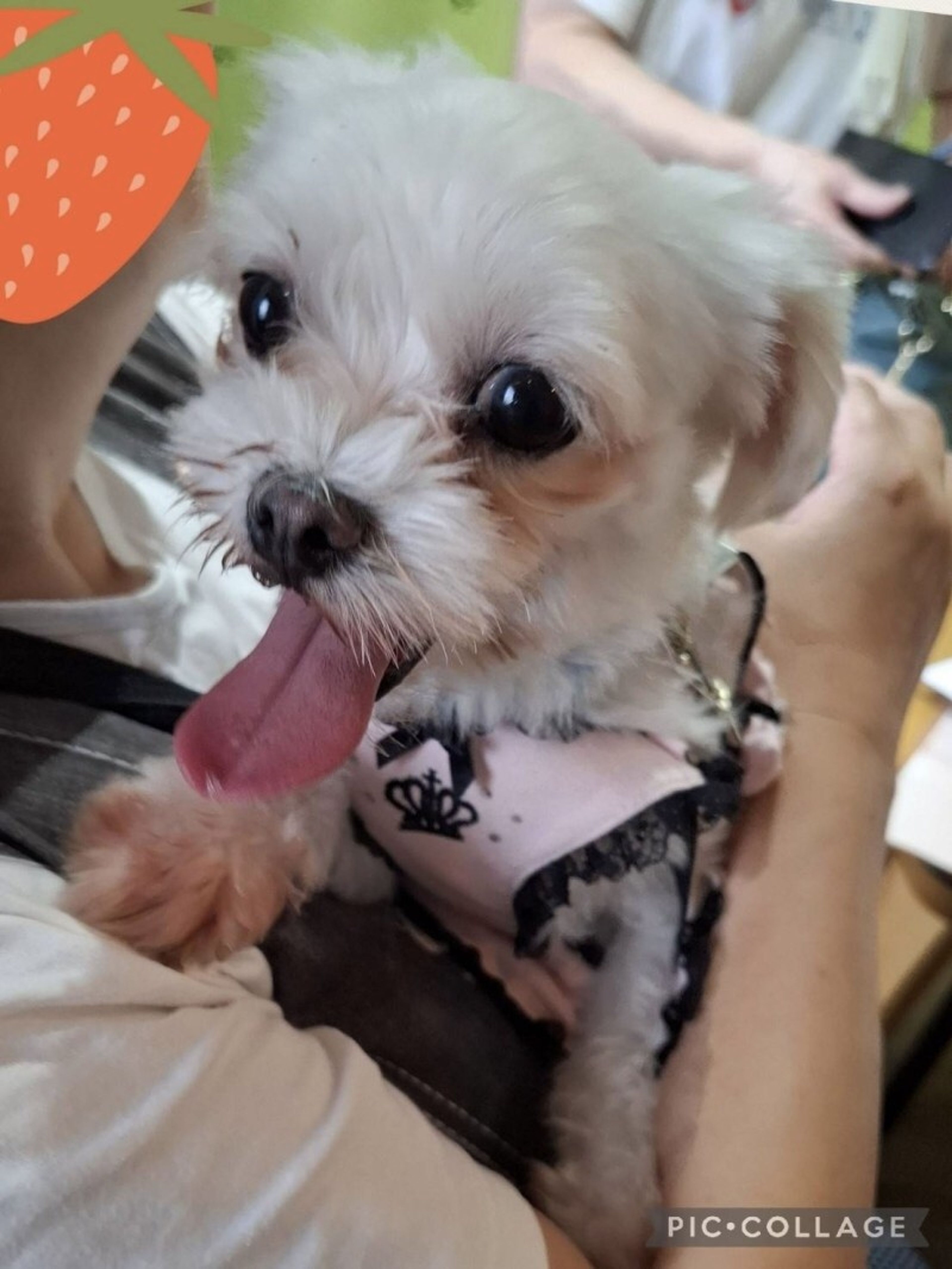 pet-image-2