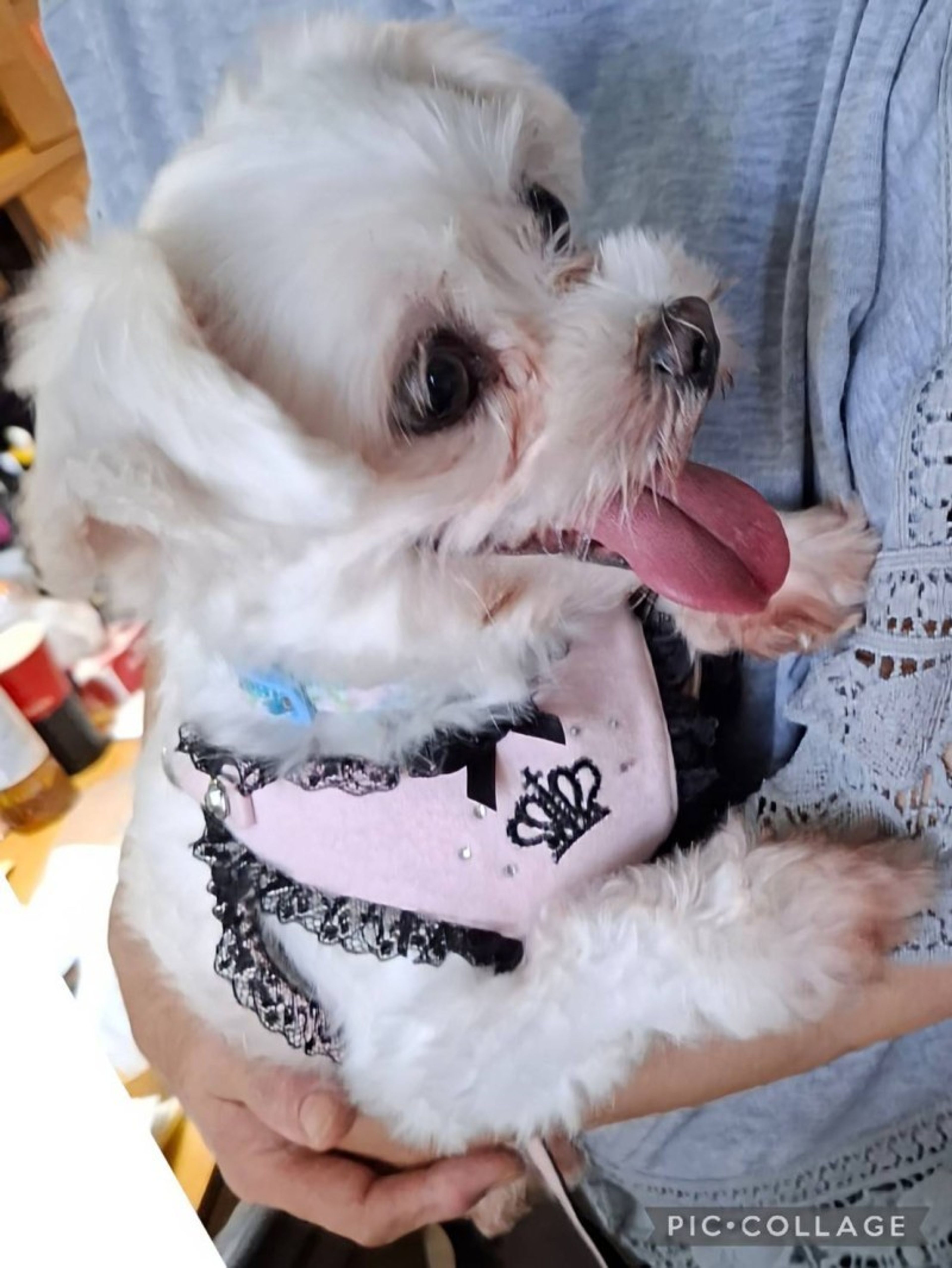 pet-image-3