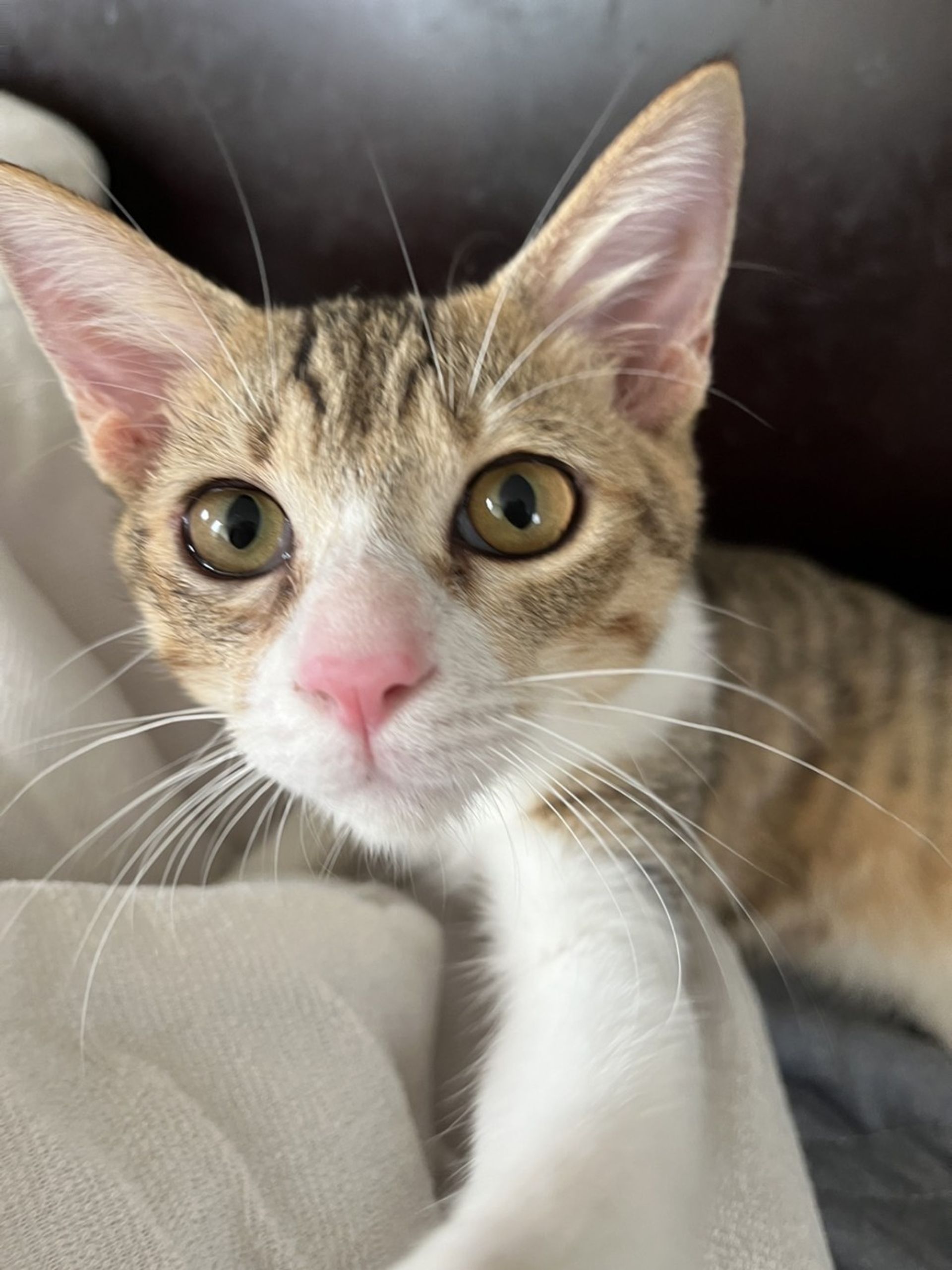 雑種（ミックス猫）・オスの里親募集の写真