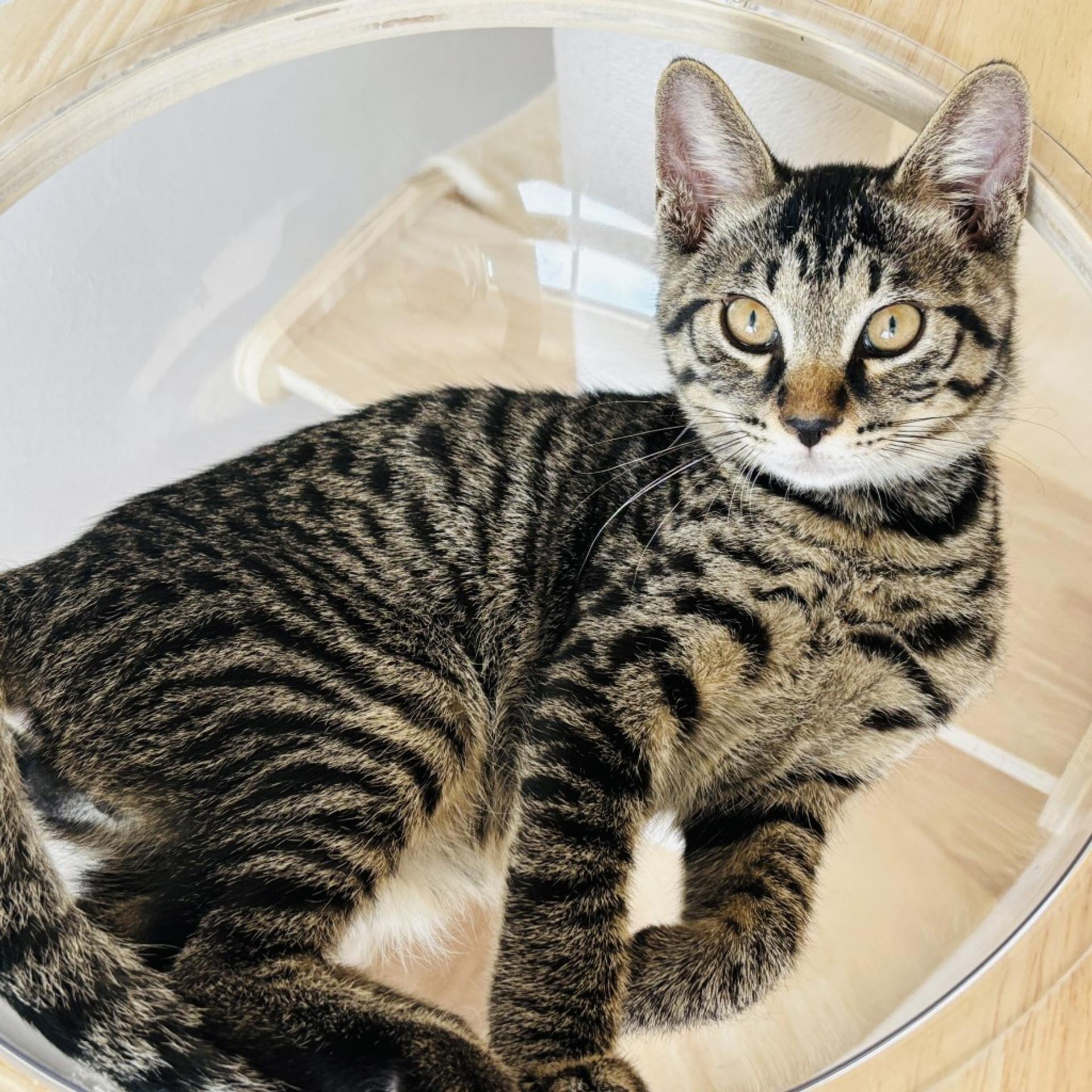 pet-image-4
