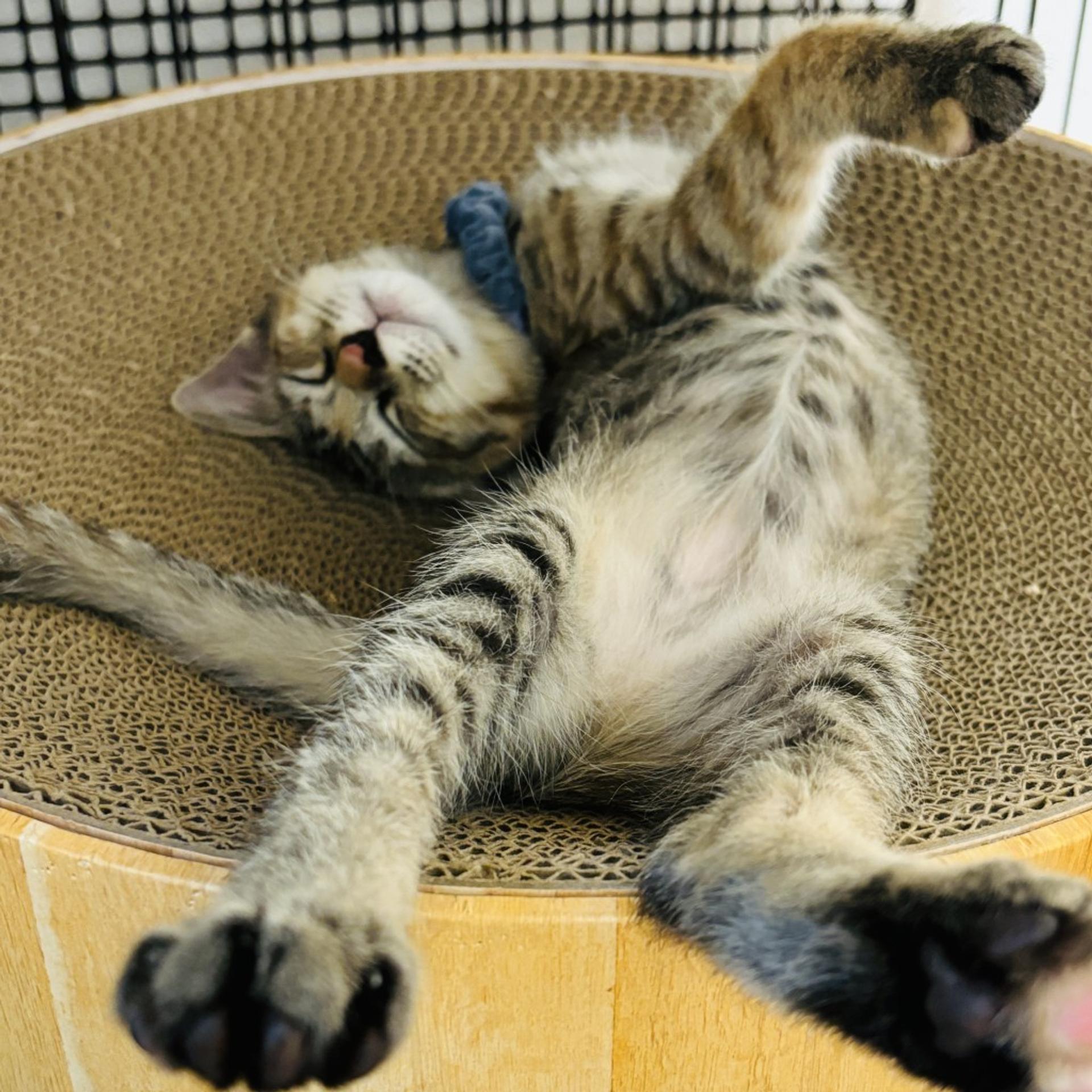 pet-image-2