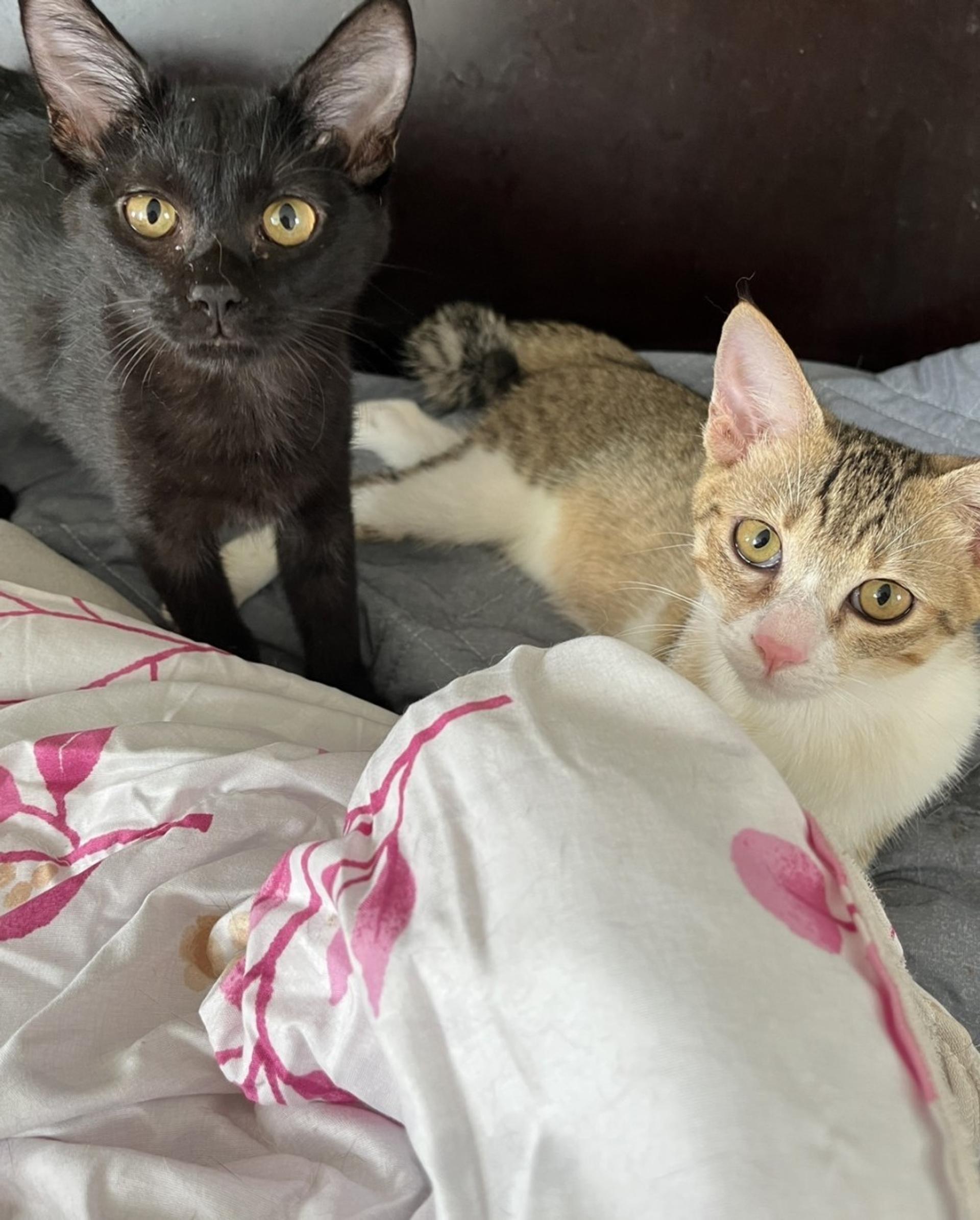 pet-image-3