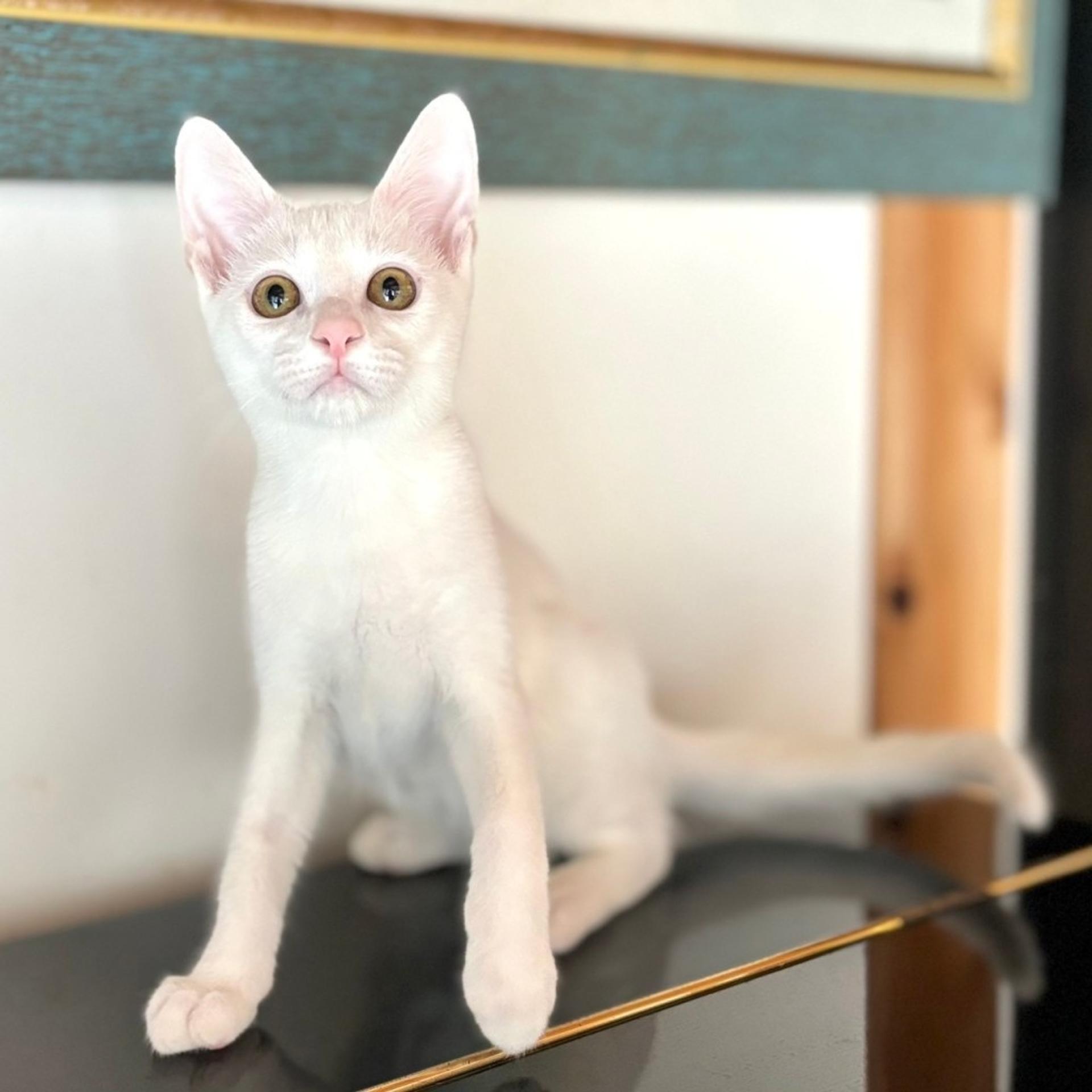 pet-image-8