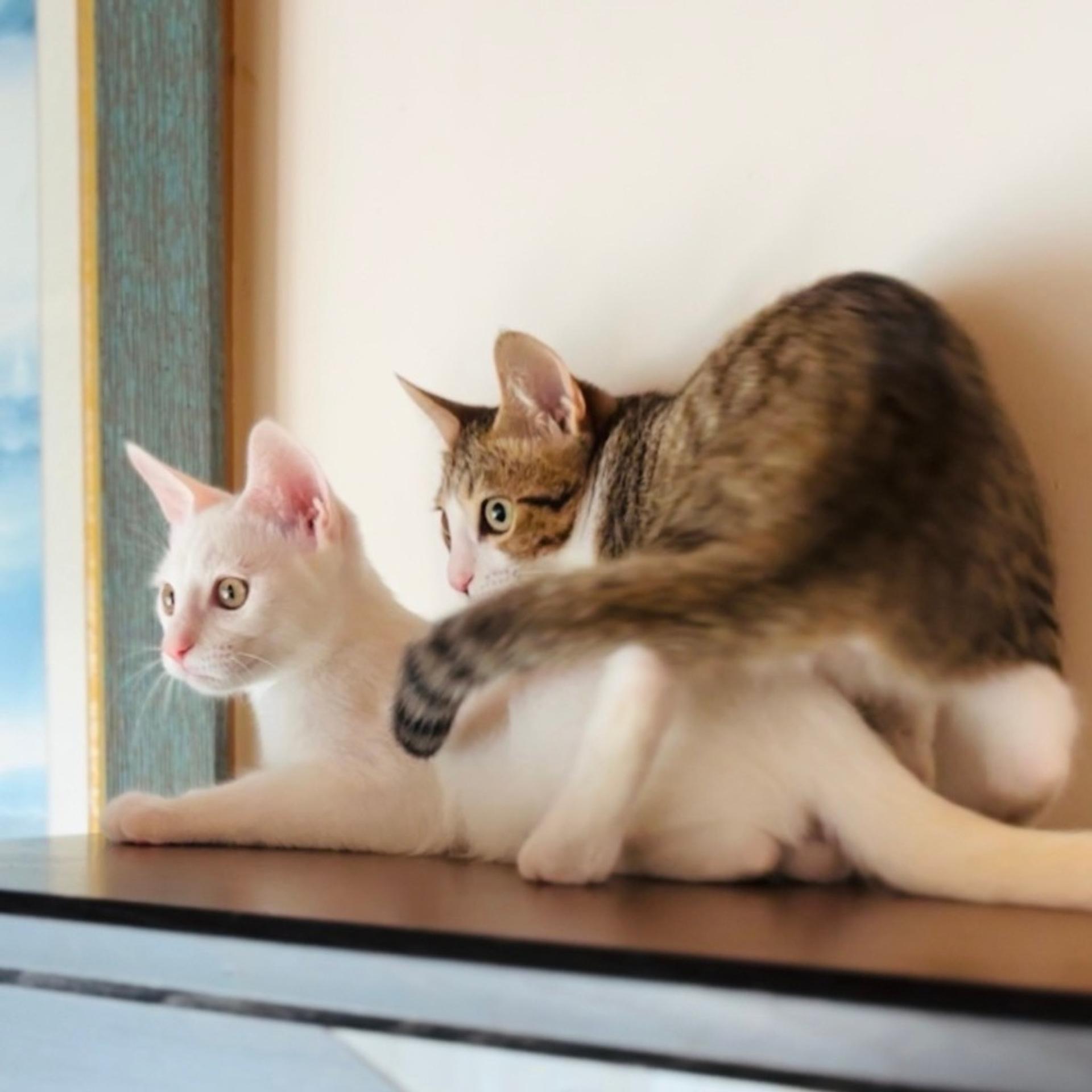 pet-image-9