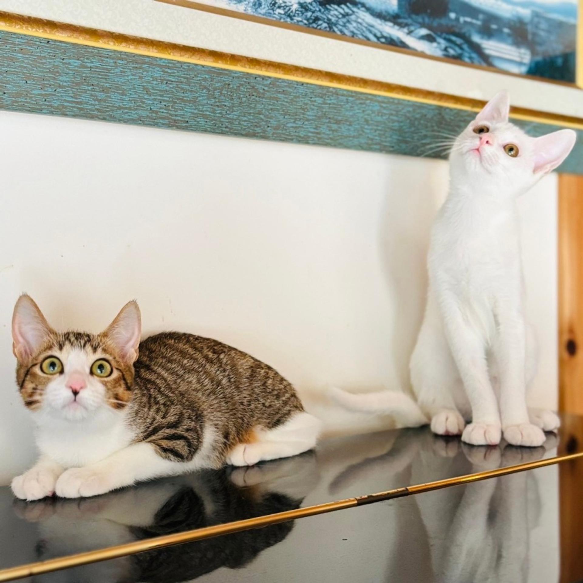 pet-image-10
