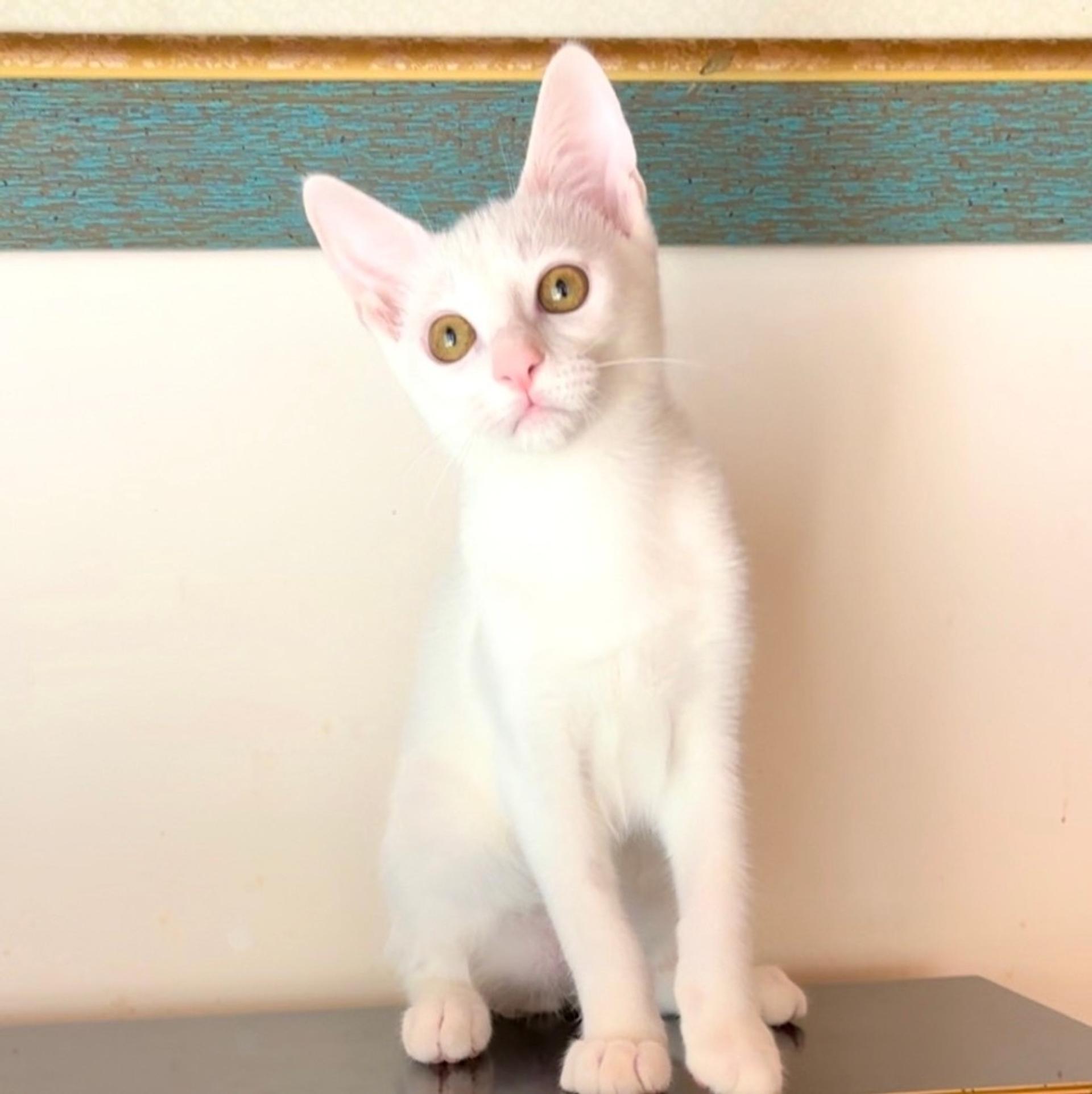 pet-image-5