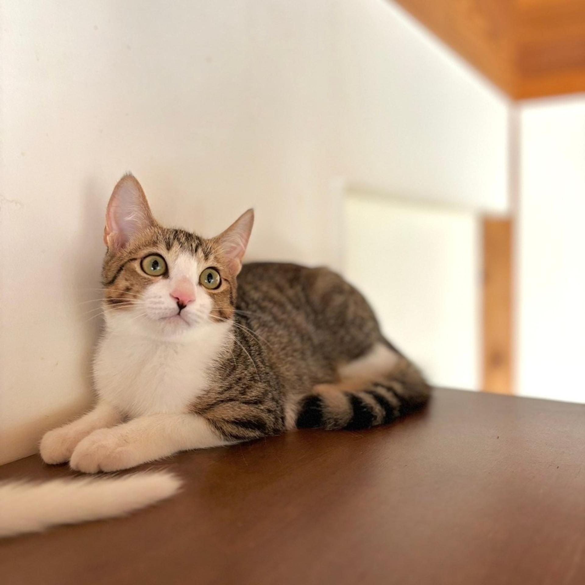 pet-image-7