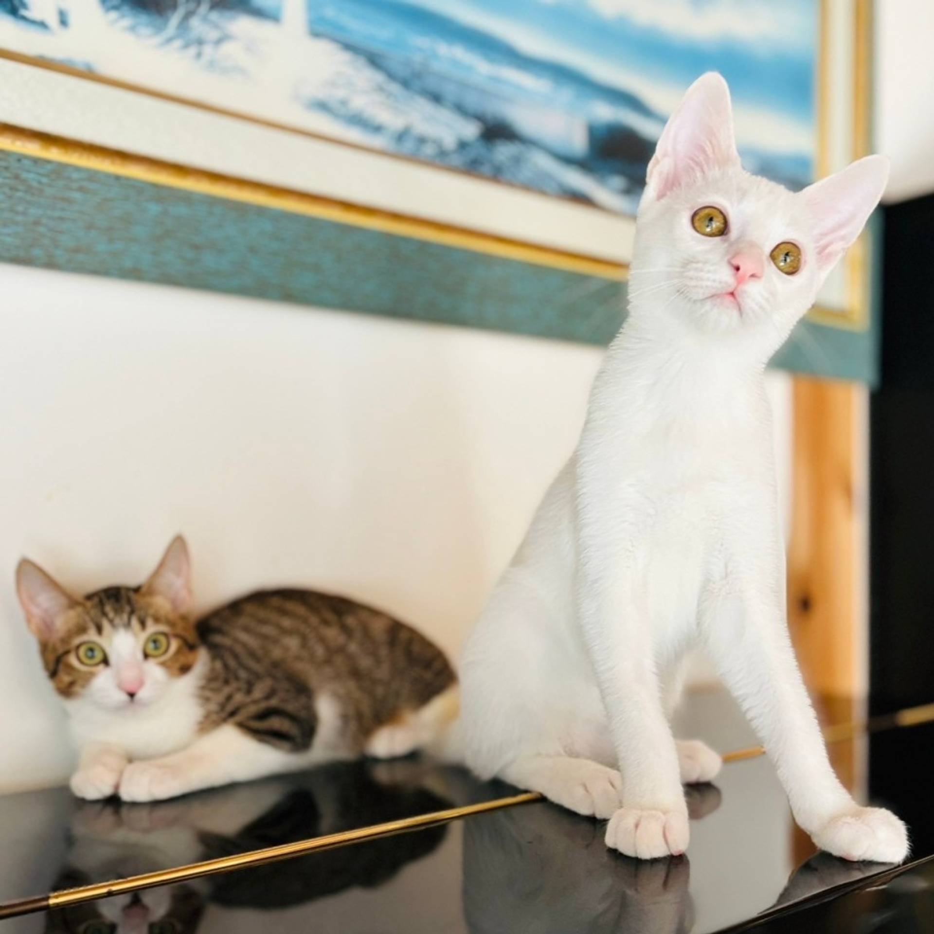 雑種（ミックス猫）・メスの里親募集の写真