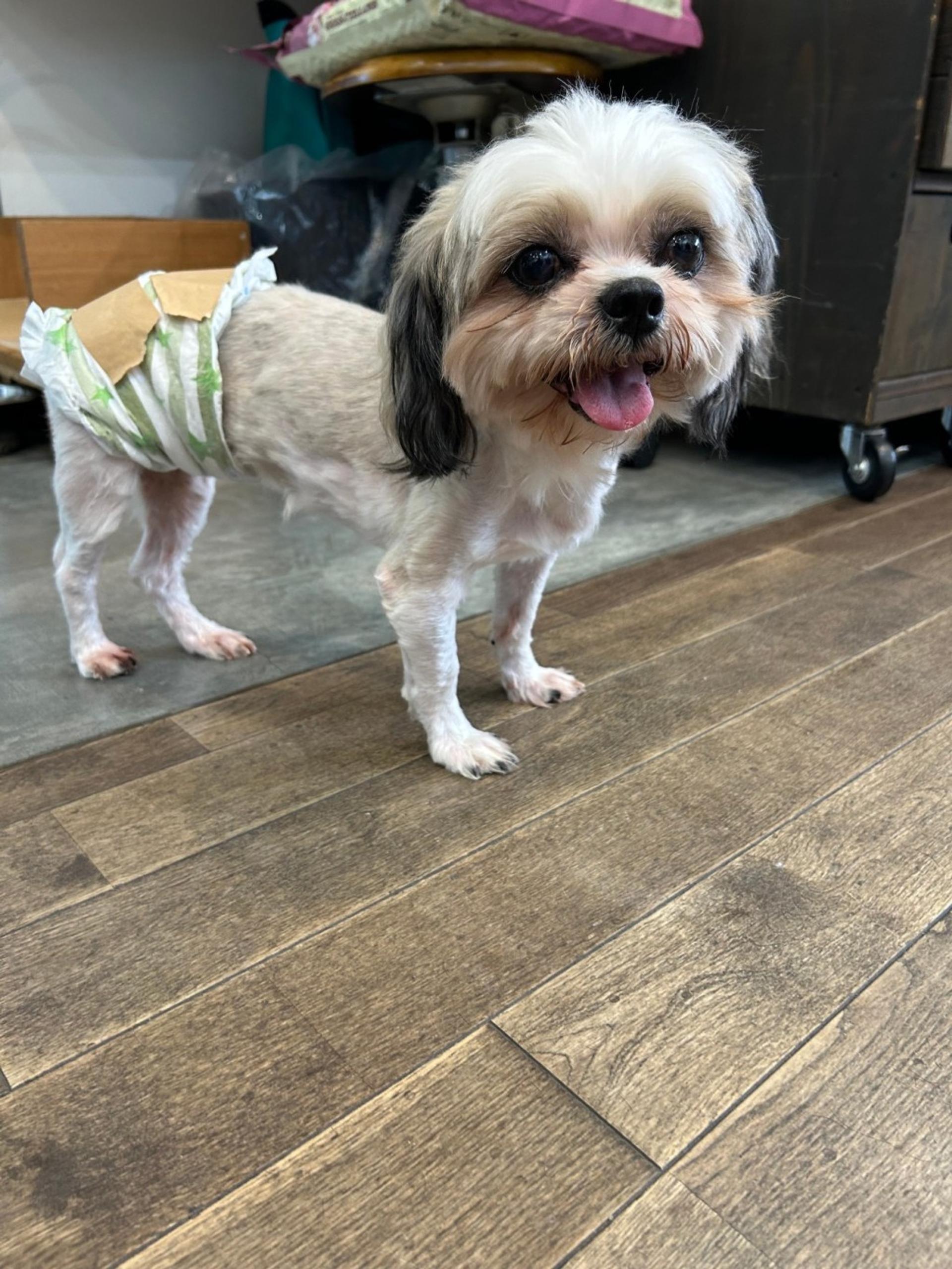 pet-image-5