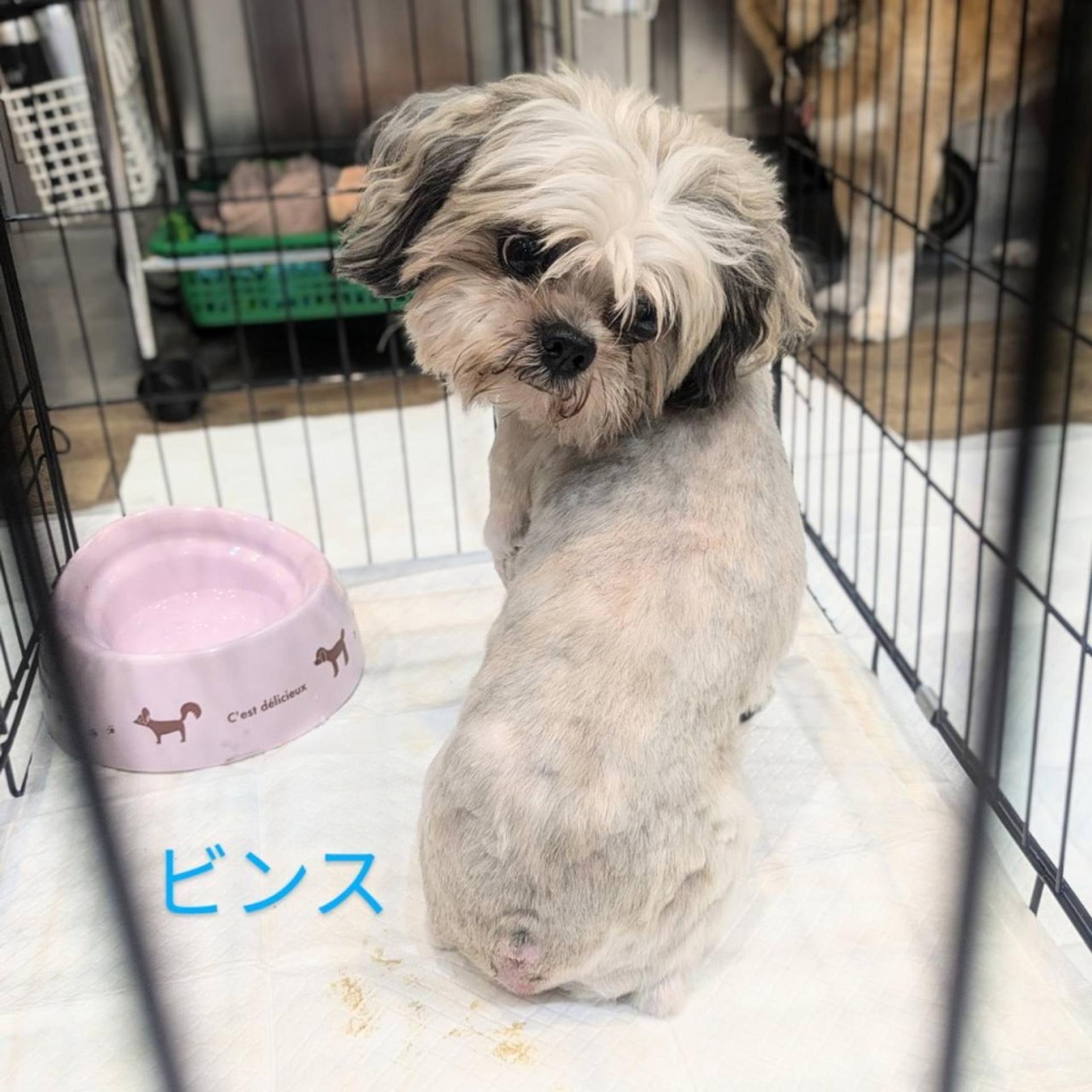 pet-image-3