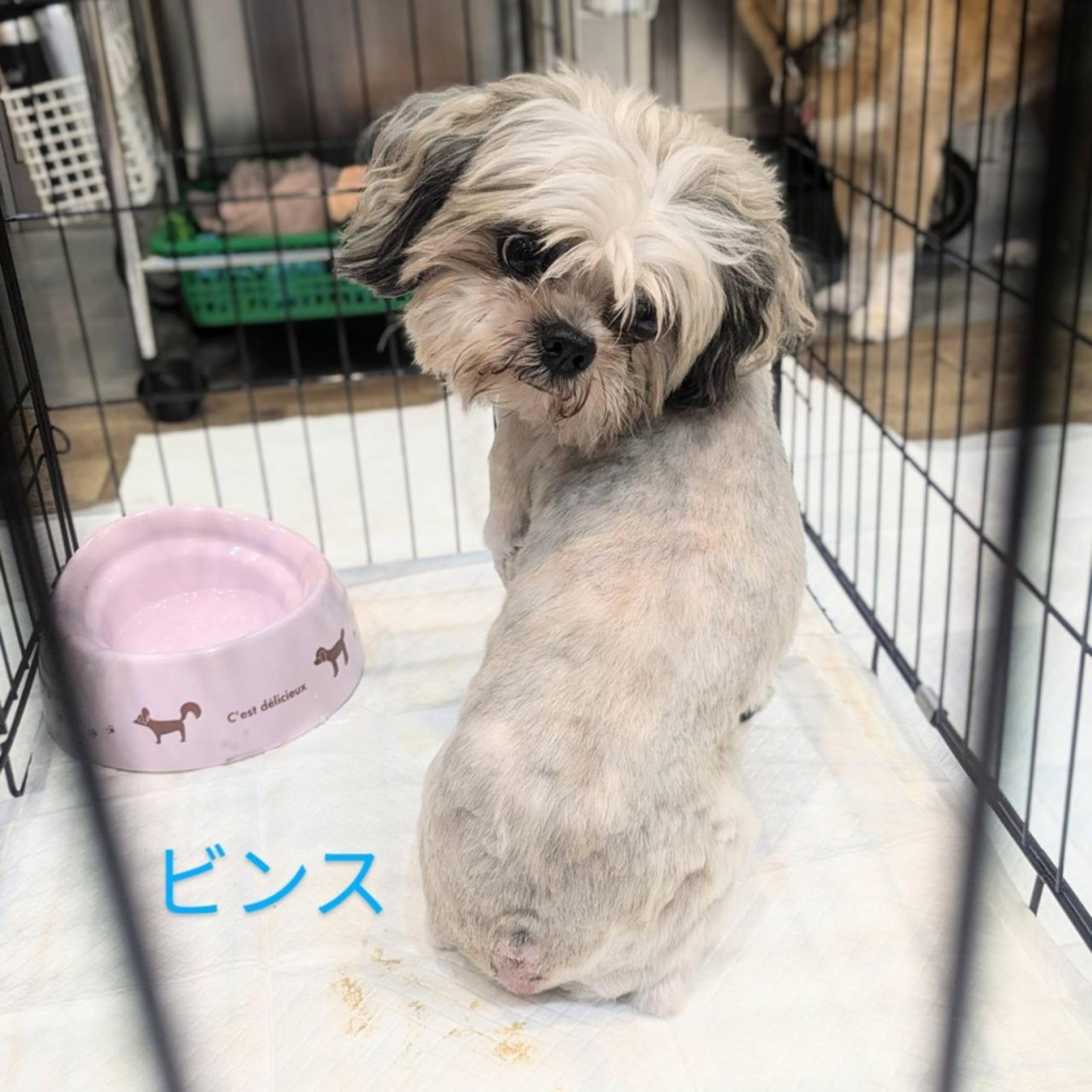 pet-image-3