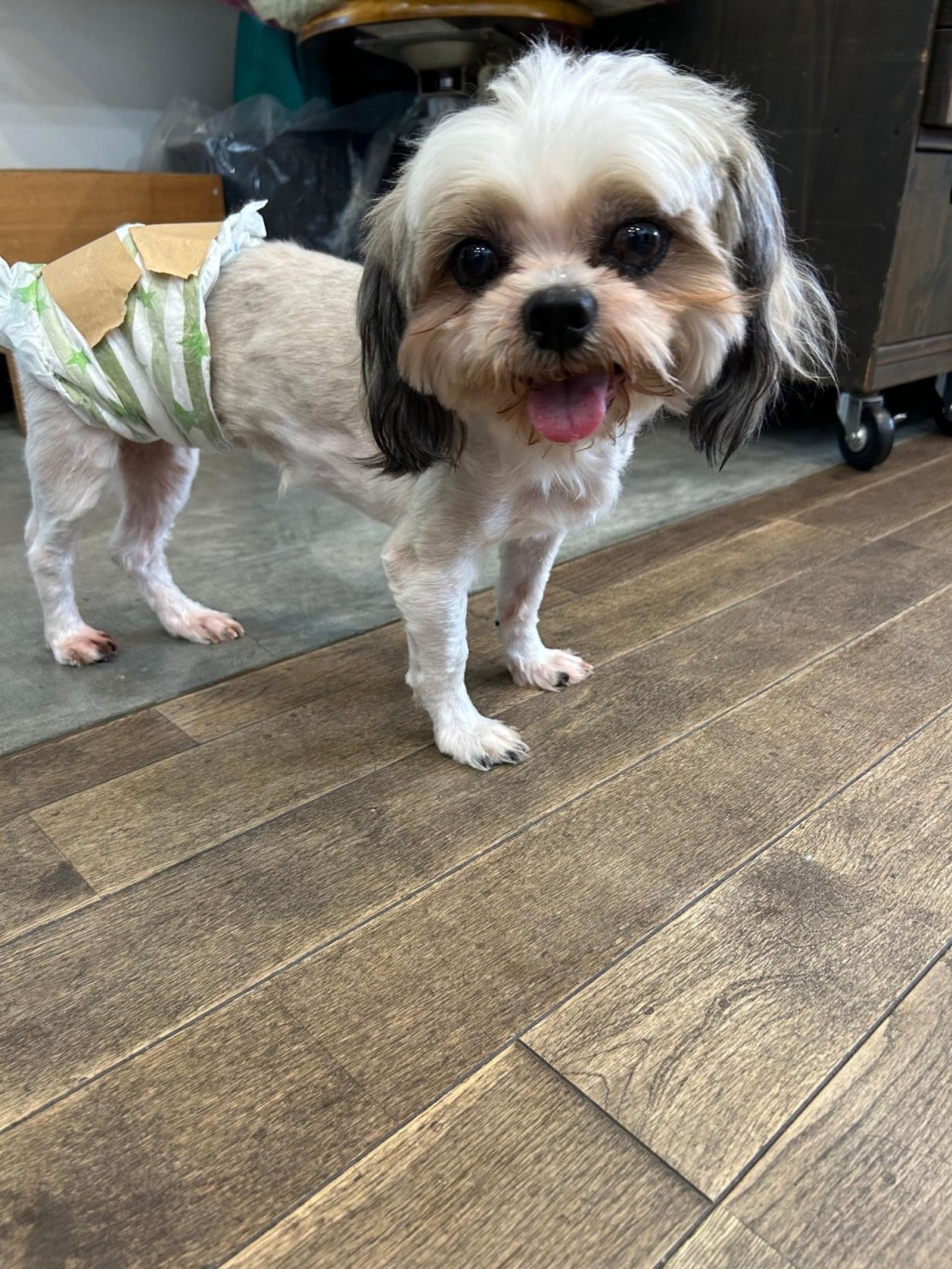 pet-image-4