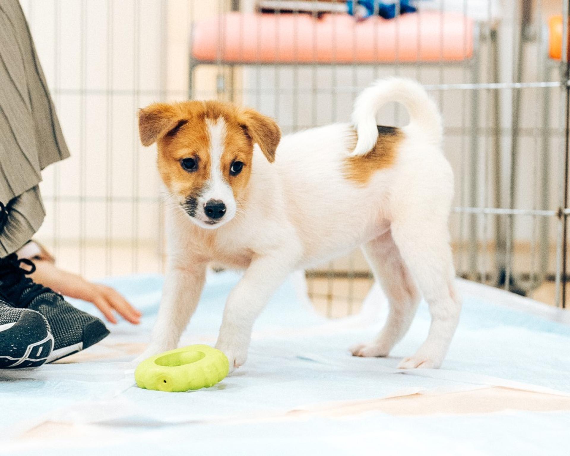 pet-image-3