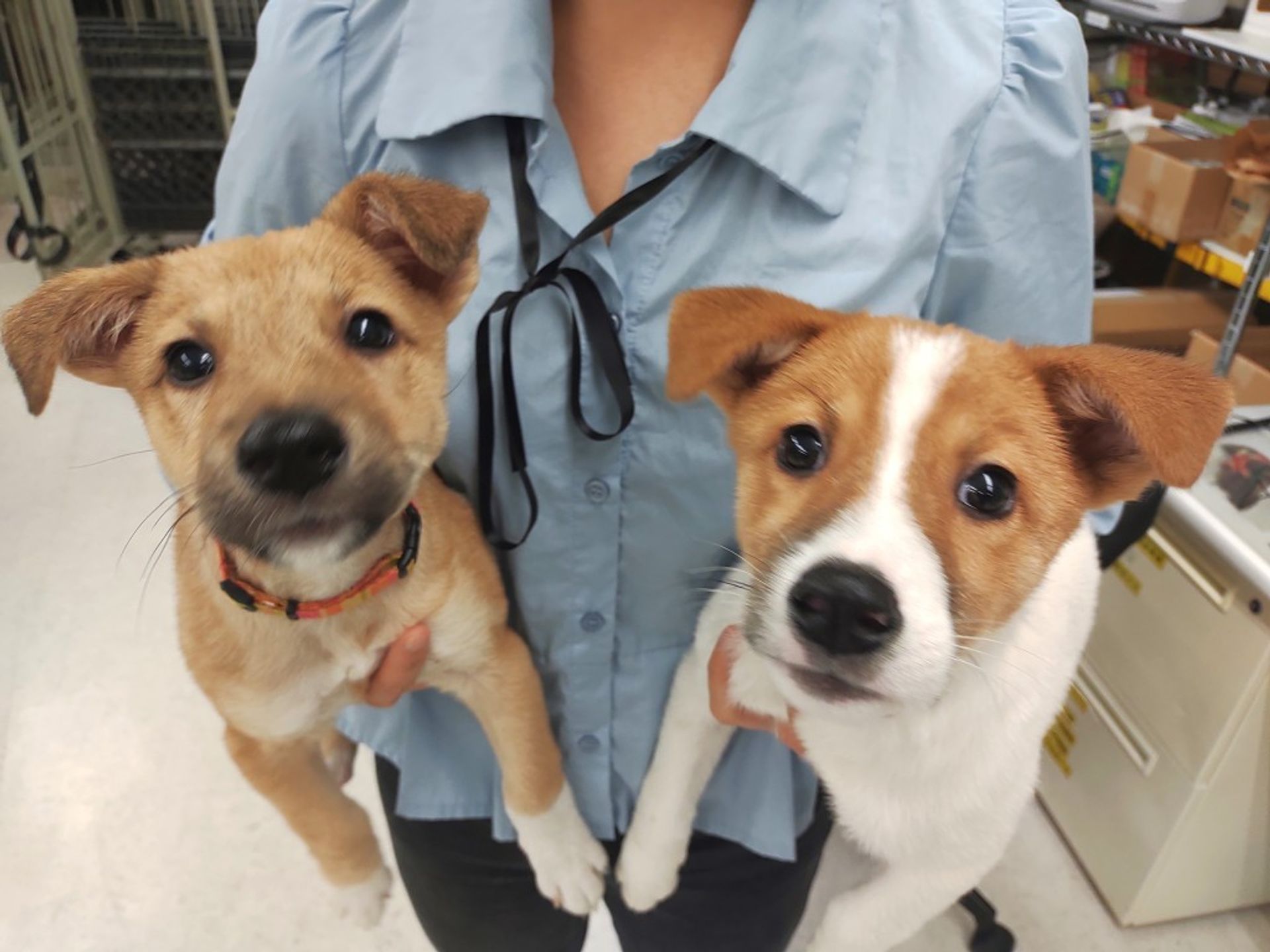 雑種（ミックス犬）・メスの里親募集の写真