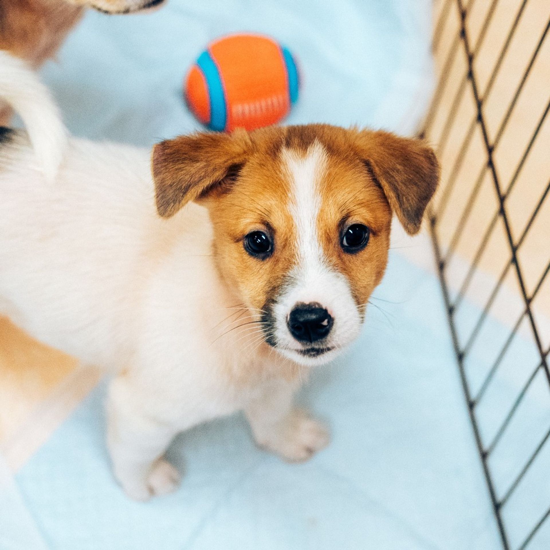 雑種（ミックス犬）・メスの里親募集の写真