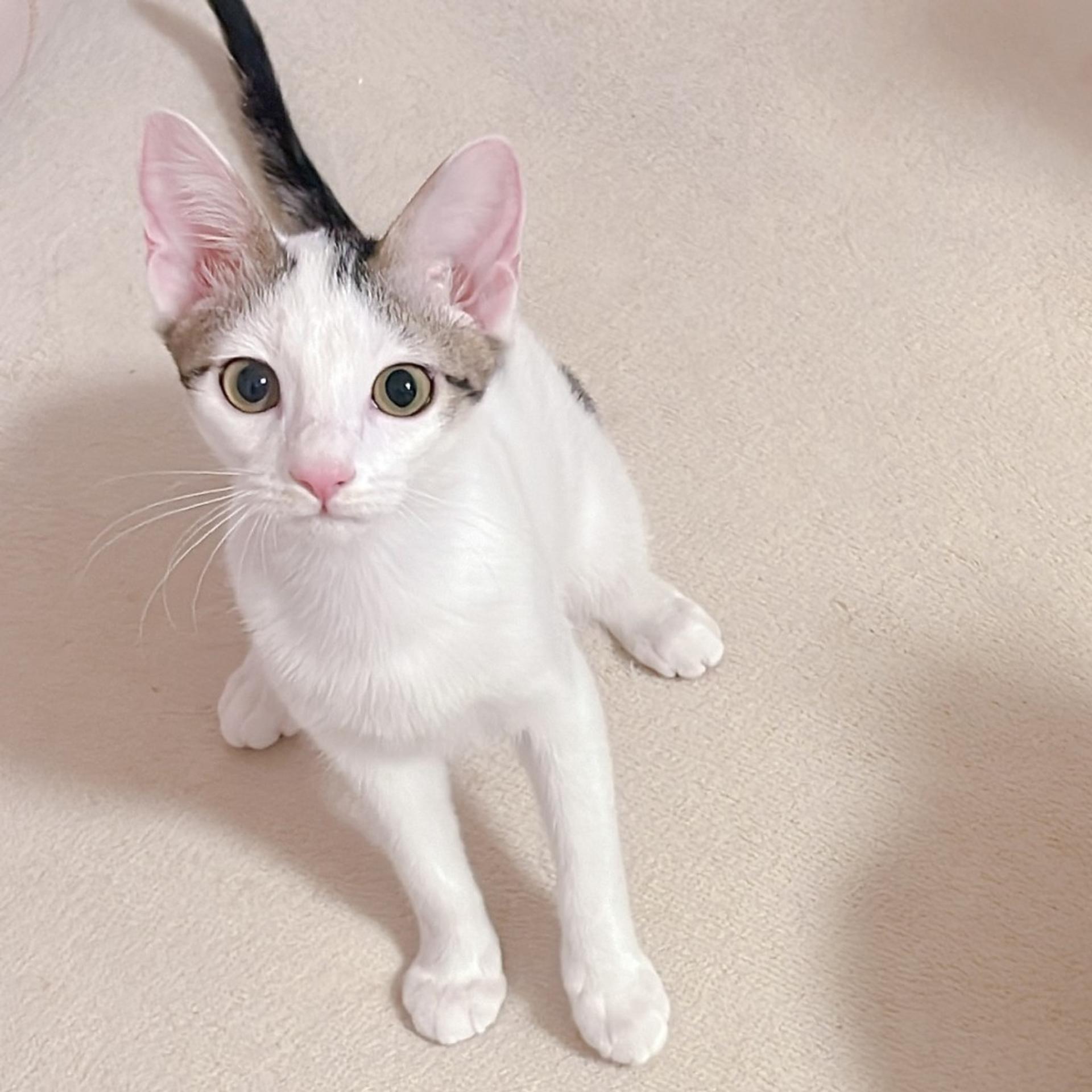 pet-image-6