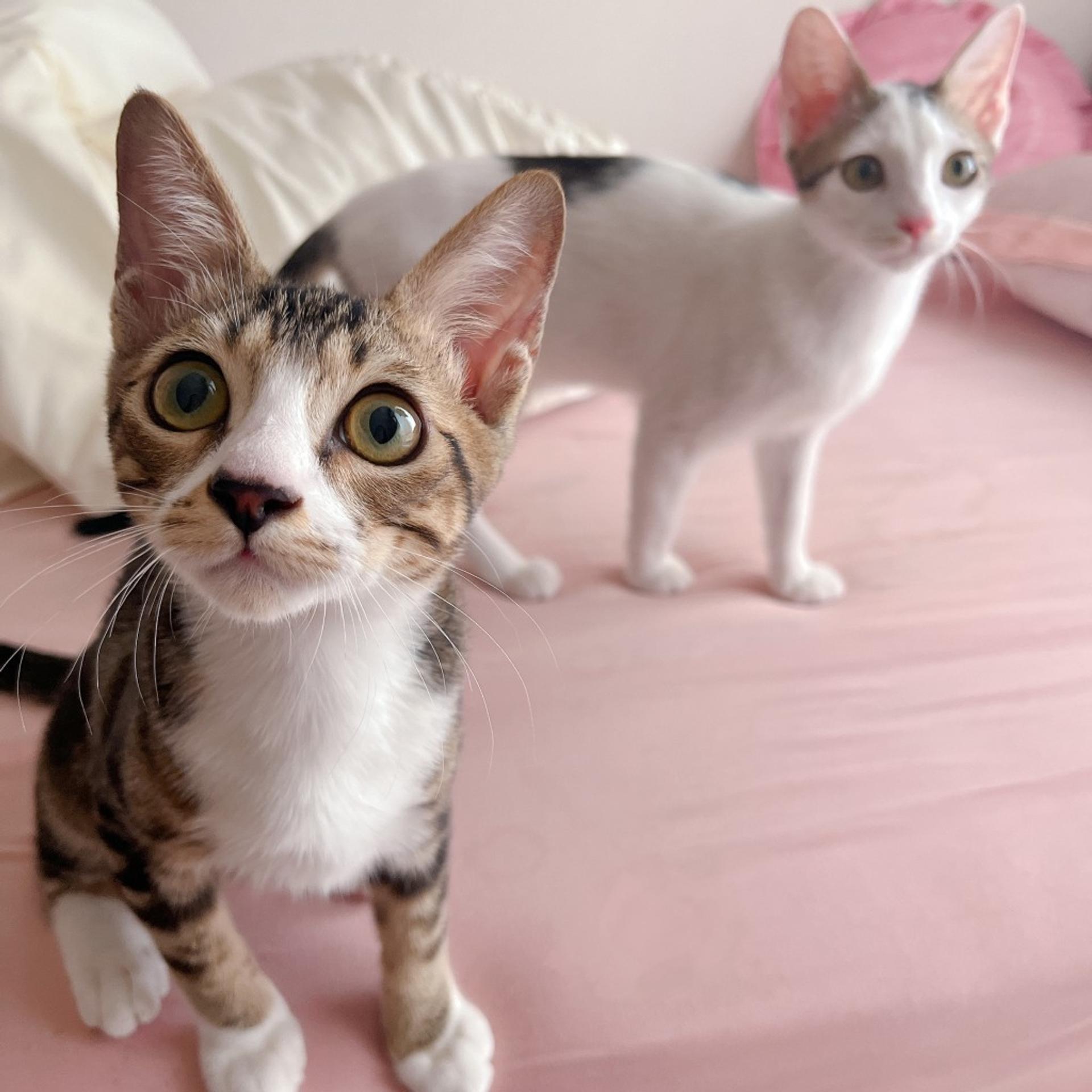 pet-image-5