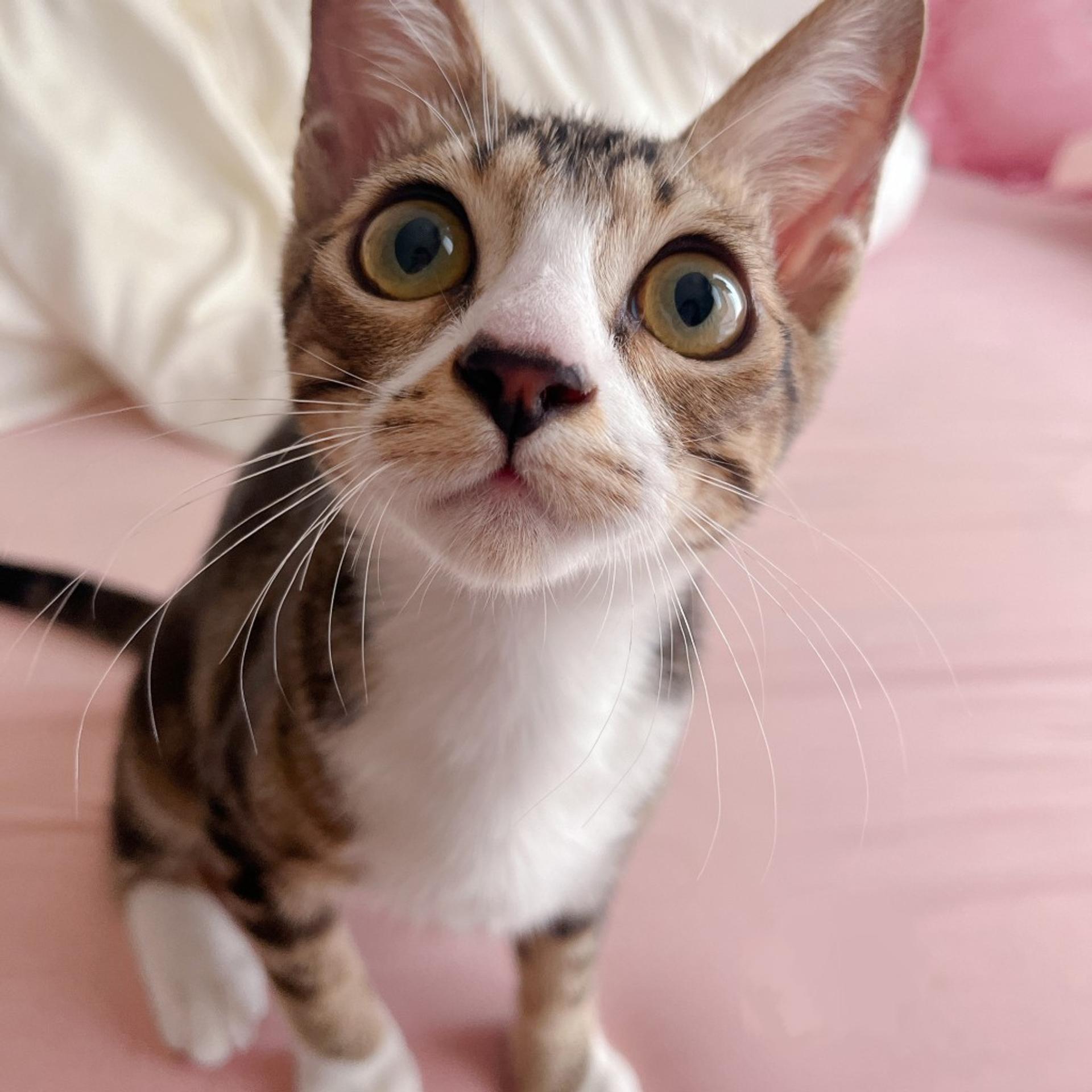 pet-image-2