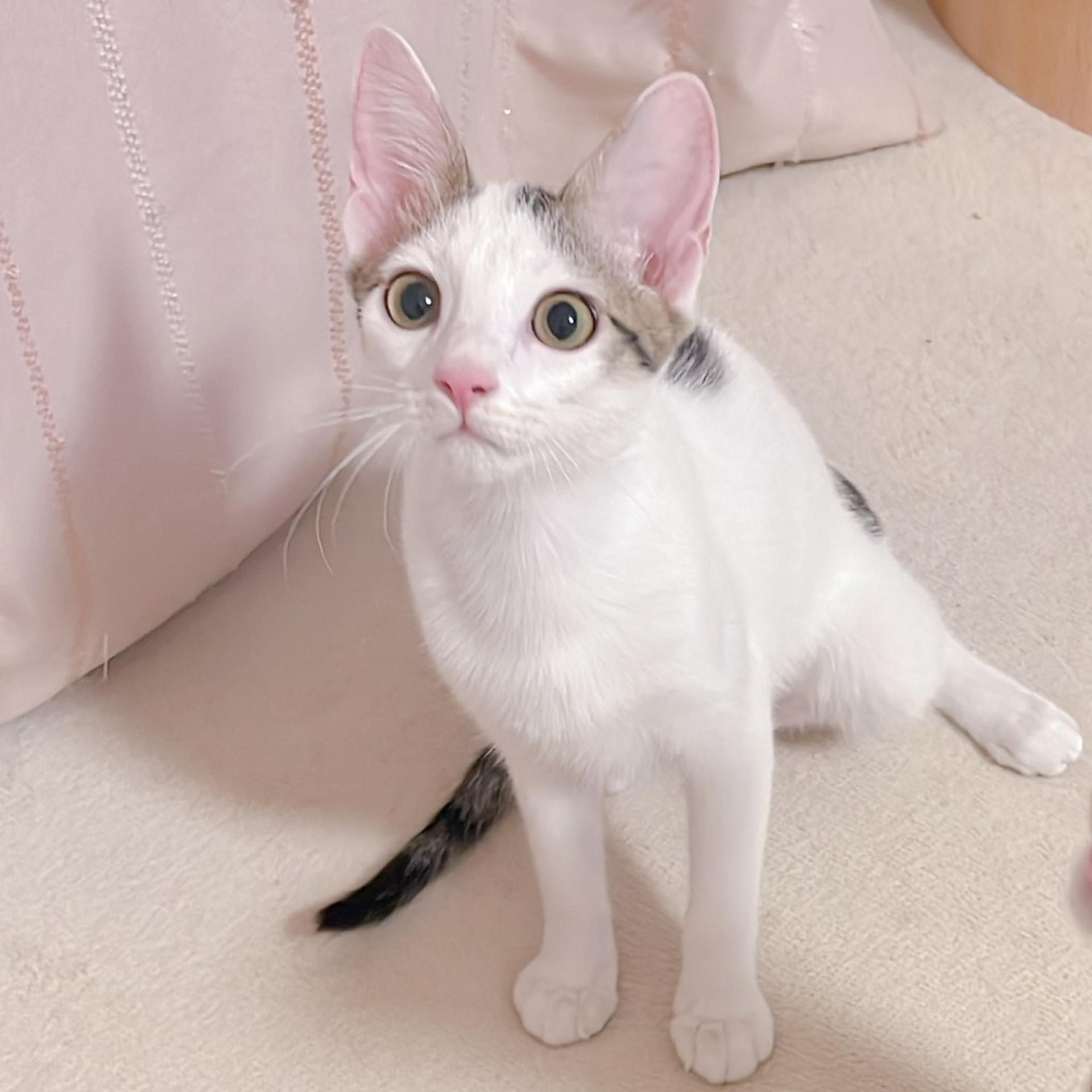 pet-image-3