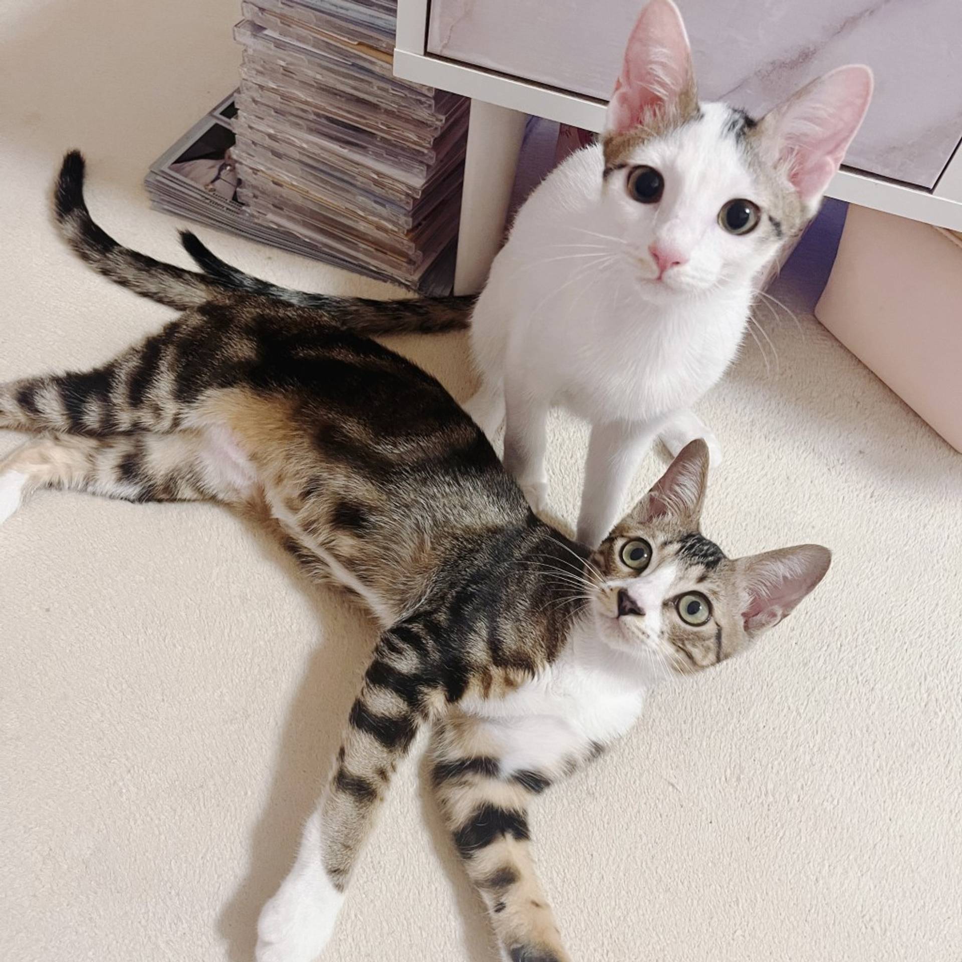 雑種（ミックス猫）・メスの里親募集の写真