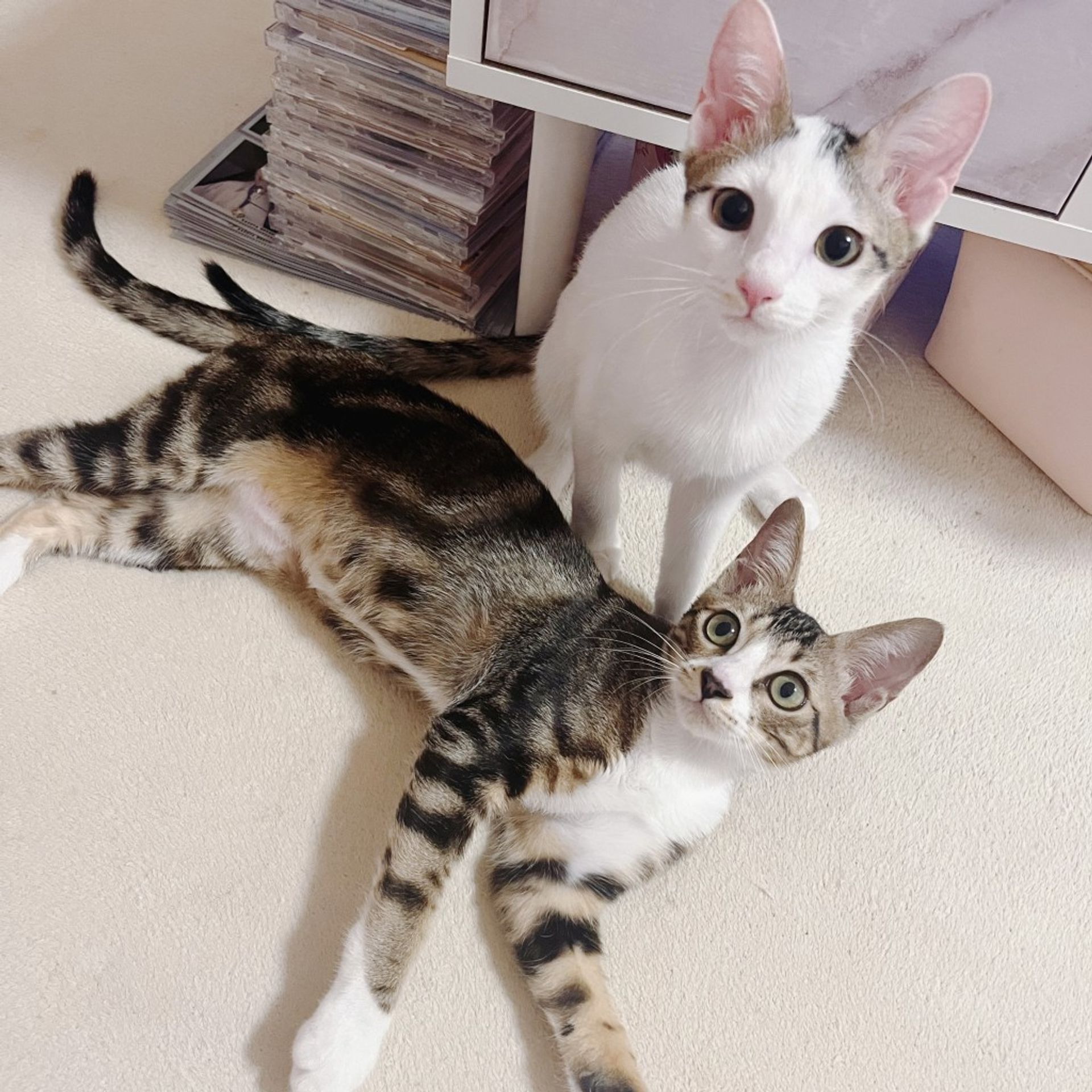雑種（ミックス猫）・メスの里親募集の写真
