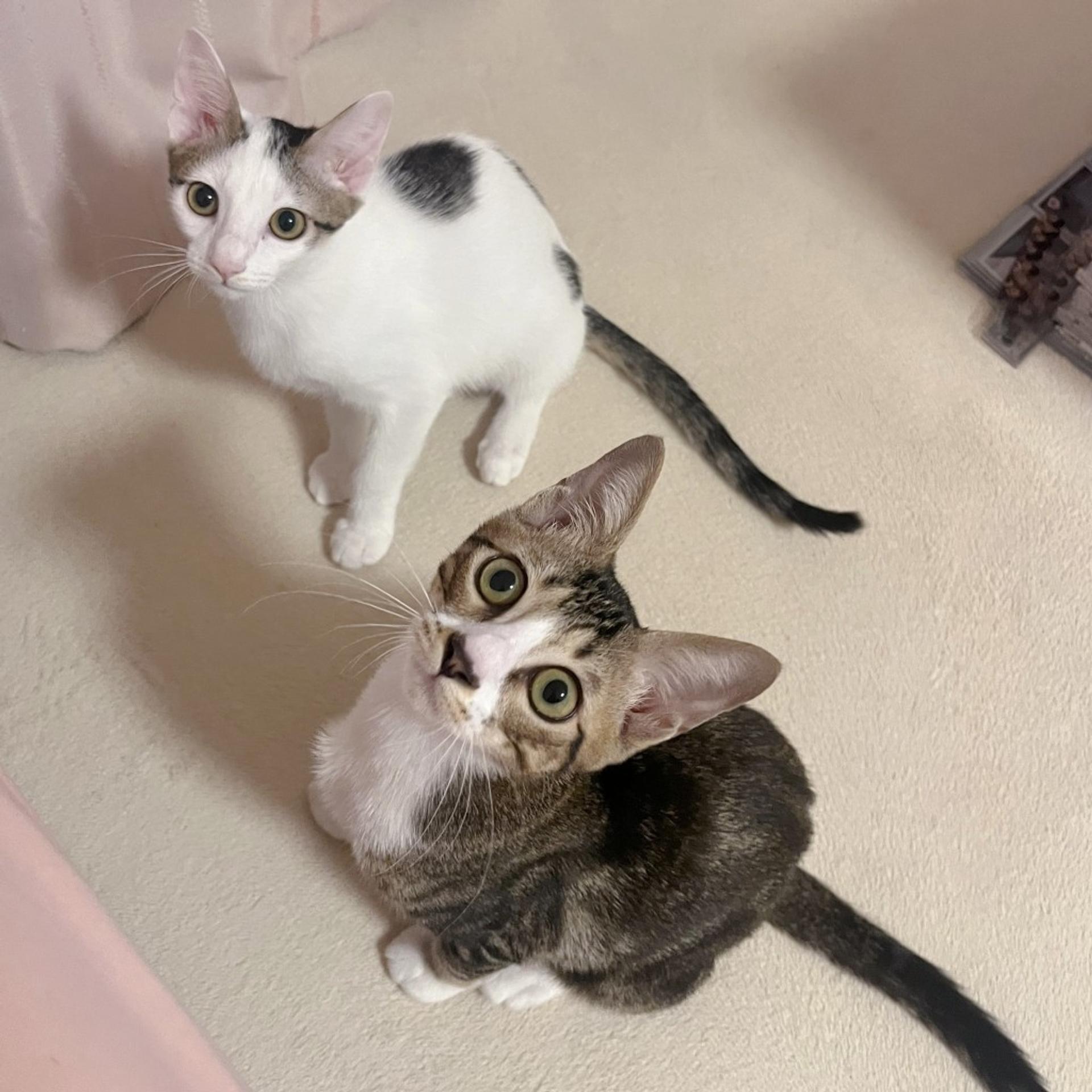 pet-image-8