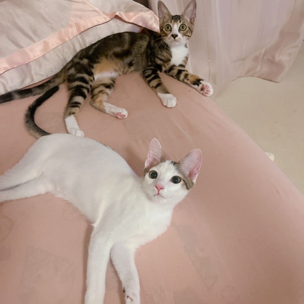 みつねこ。ページ♡ 11/17芝浦】抱っこして～！とすりすり♡ | 雑種（ミックス猫