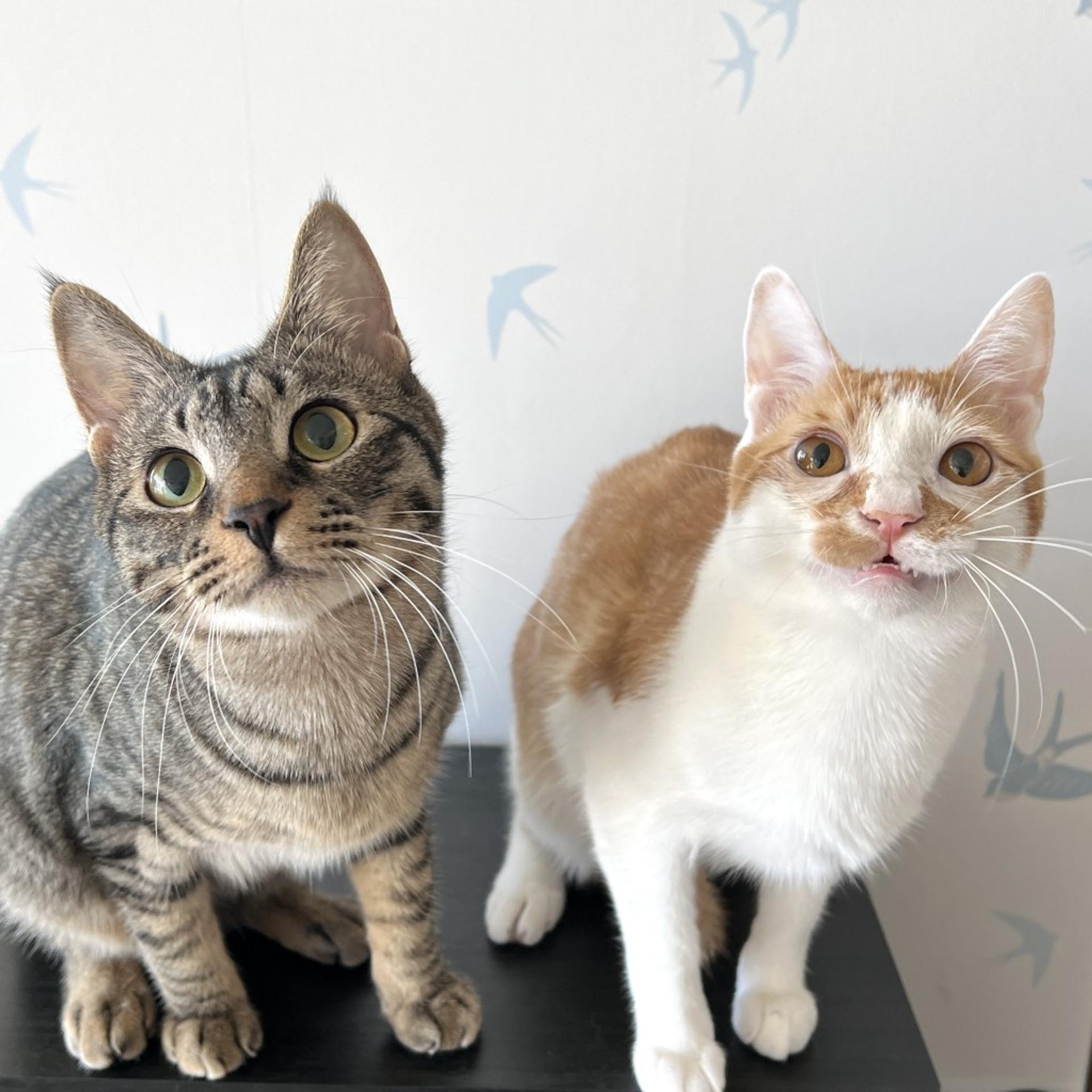 pet-image-3