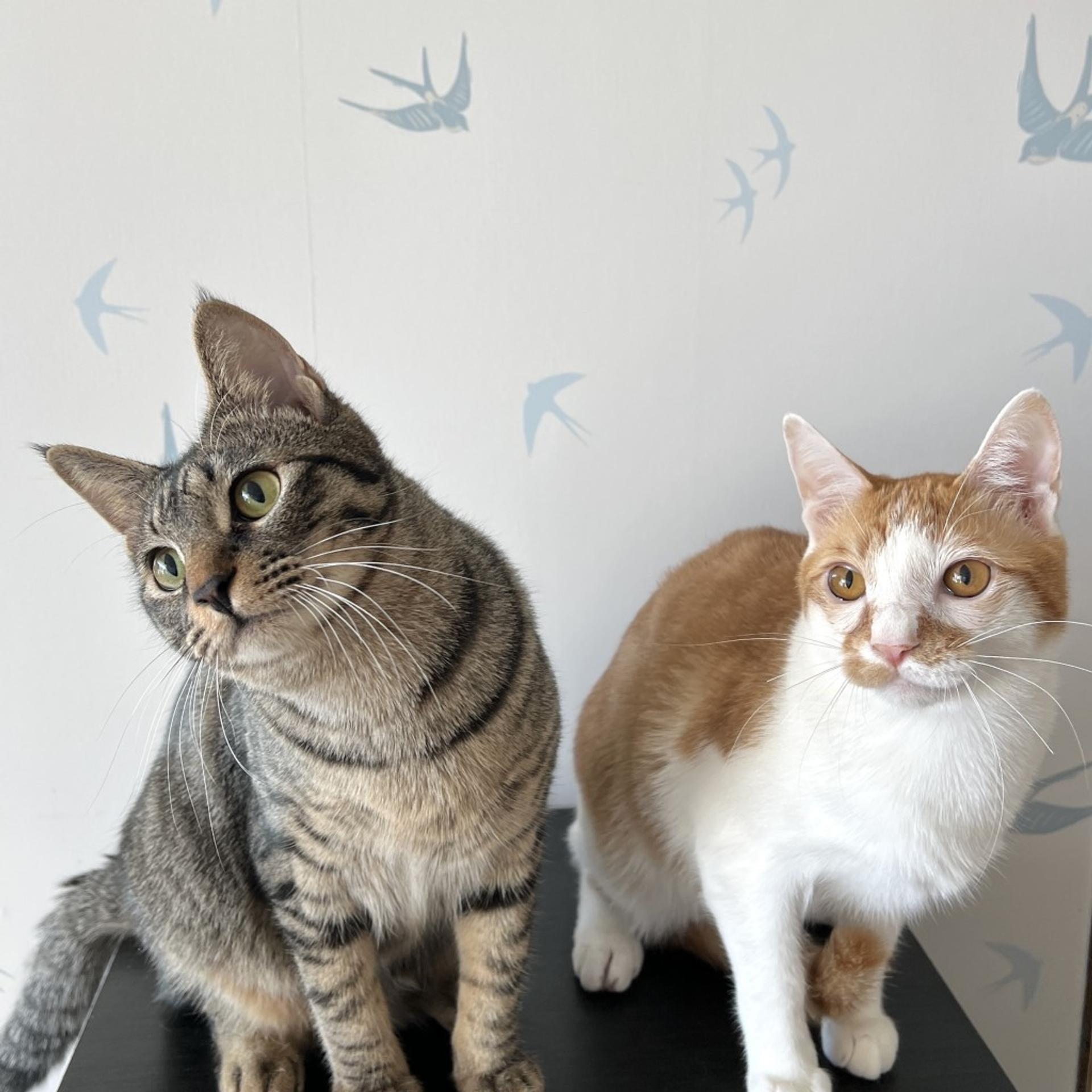 pet-image-4