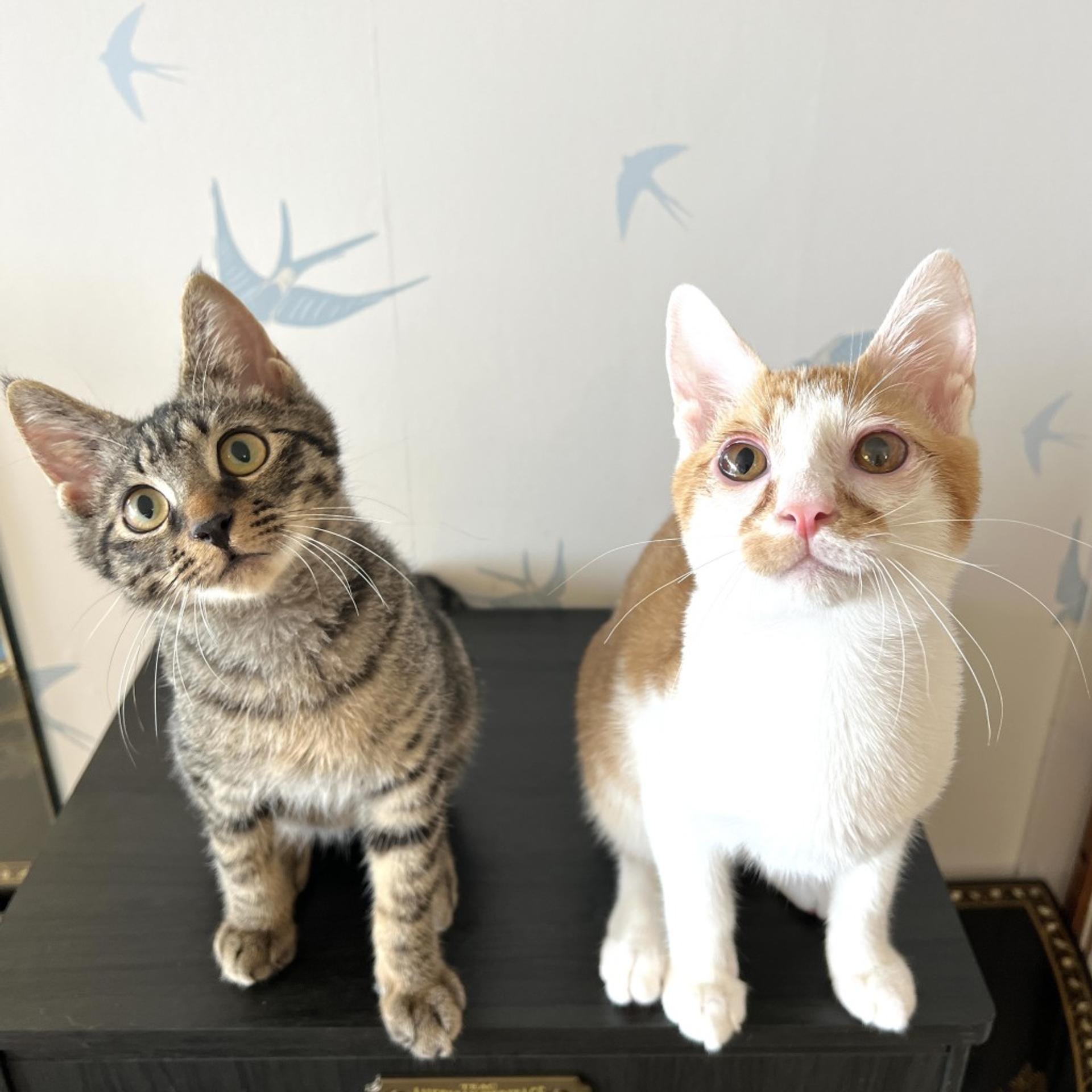 pet-image-8