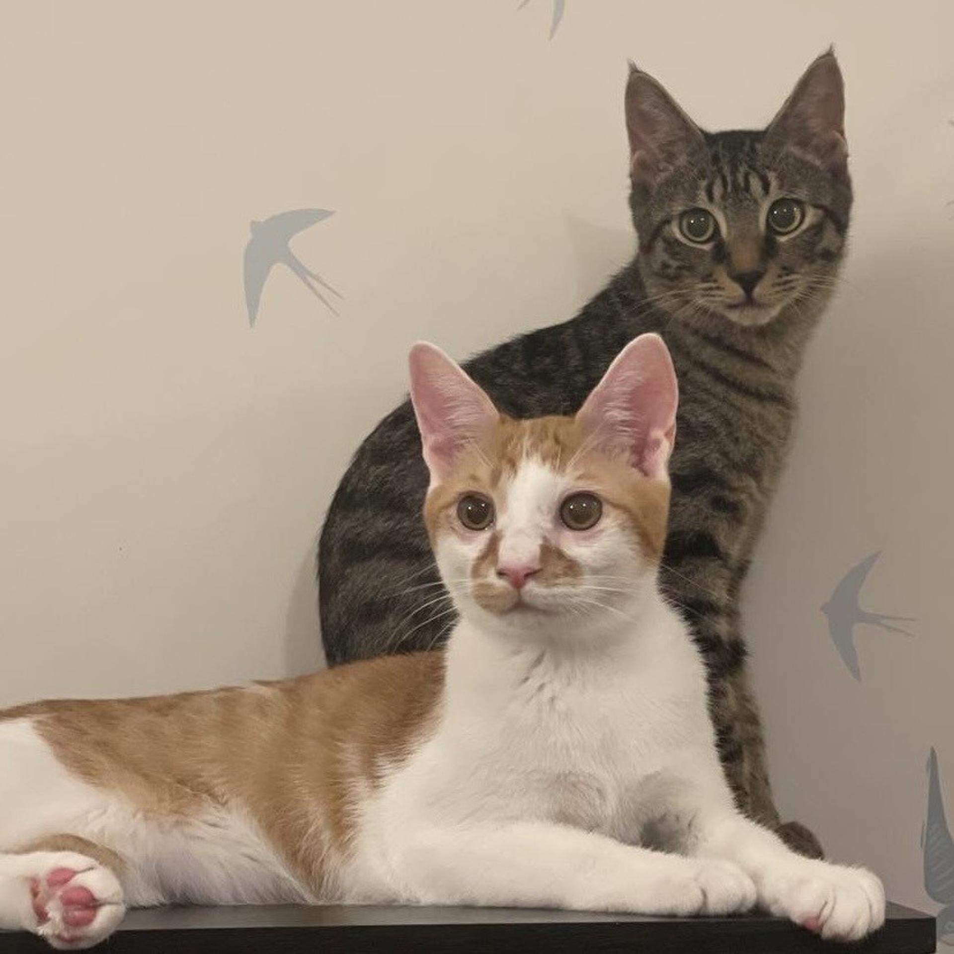 pet-image-9