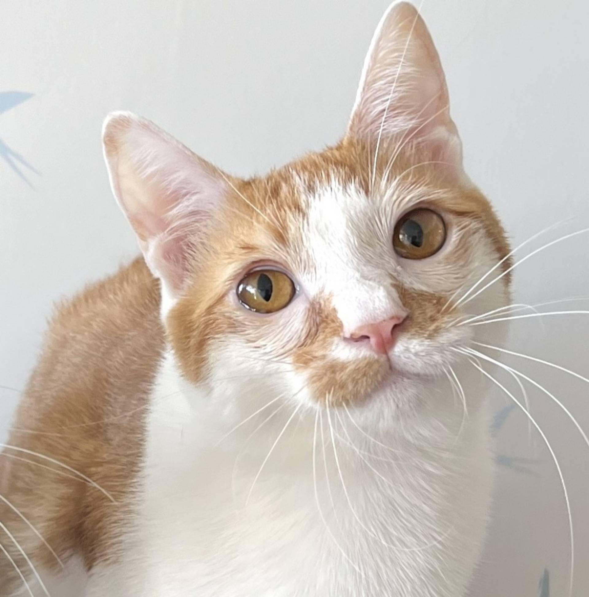 雑種（ミックス猫）・オスの里親募集の写真