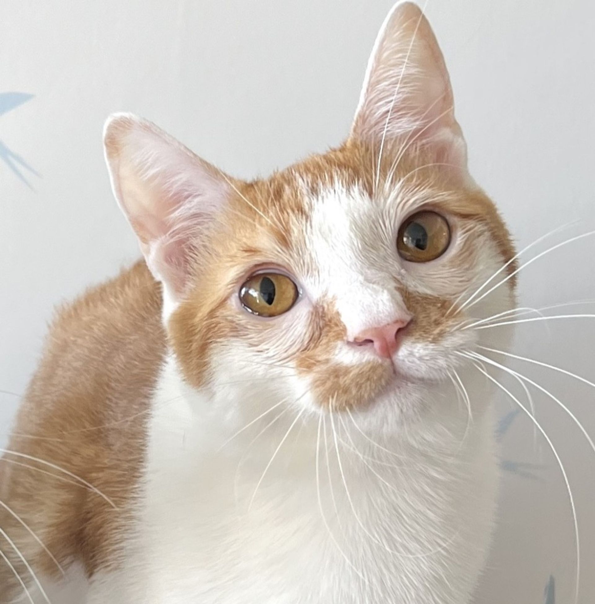 雑種（ミックス猫）・オスの里親募集の写真