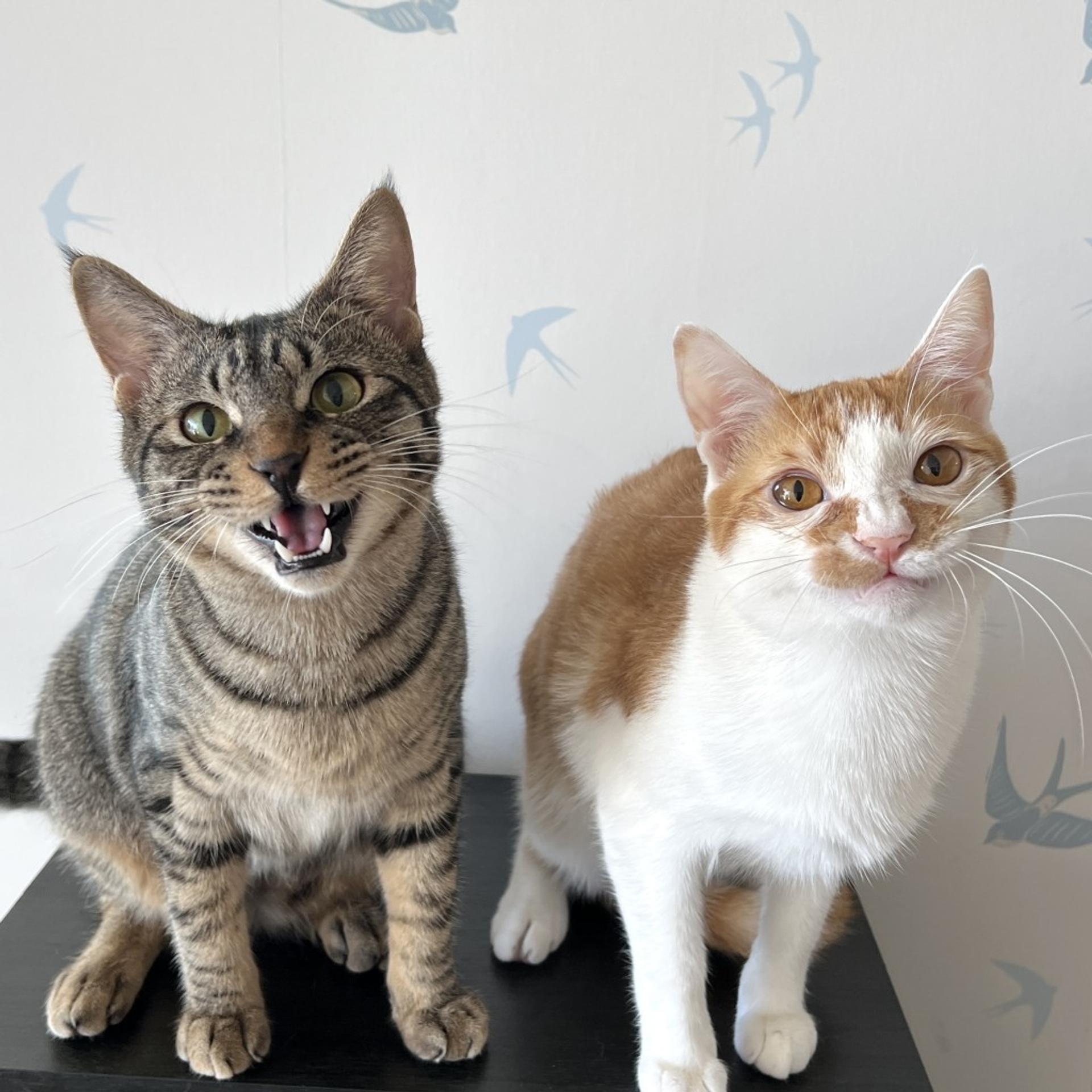 pet-image-6