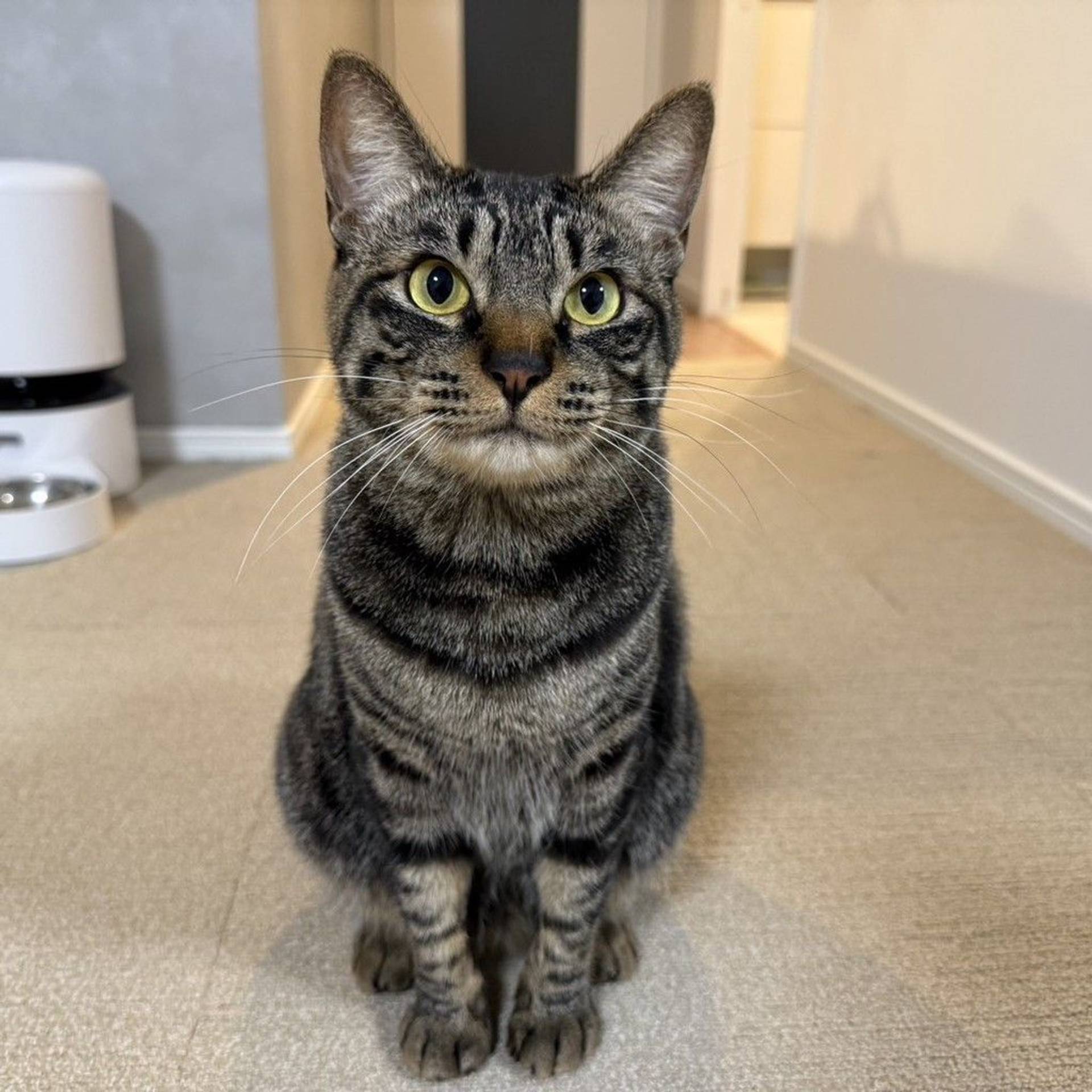雑種（ミックス猫）・メスの里親募集の写真