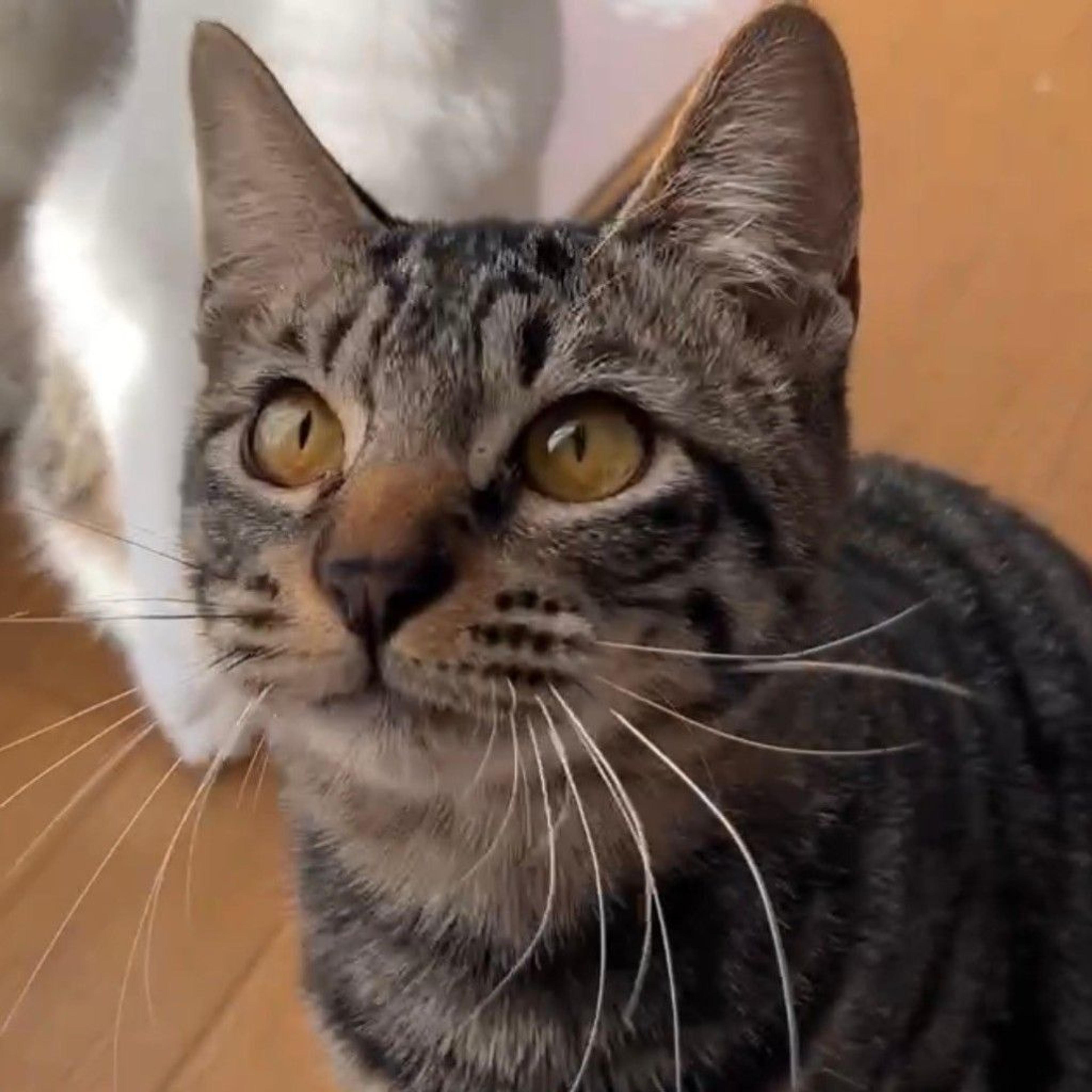 pet-image-2