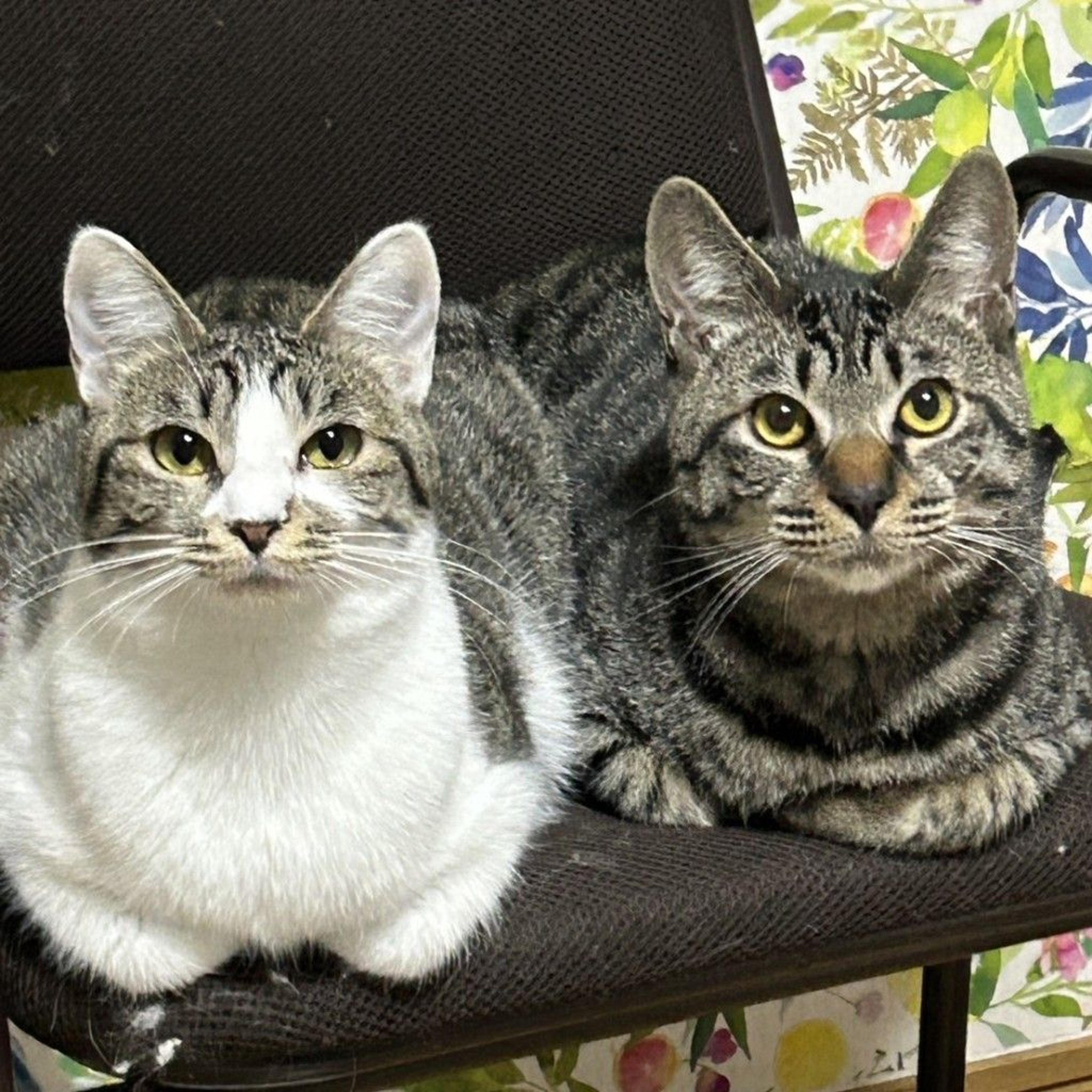 pet-image-3
