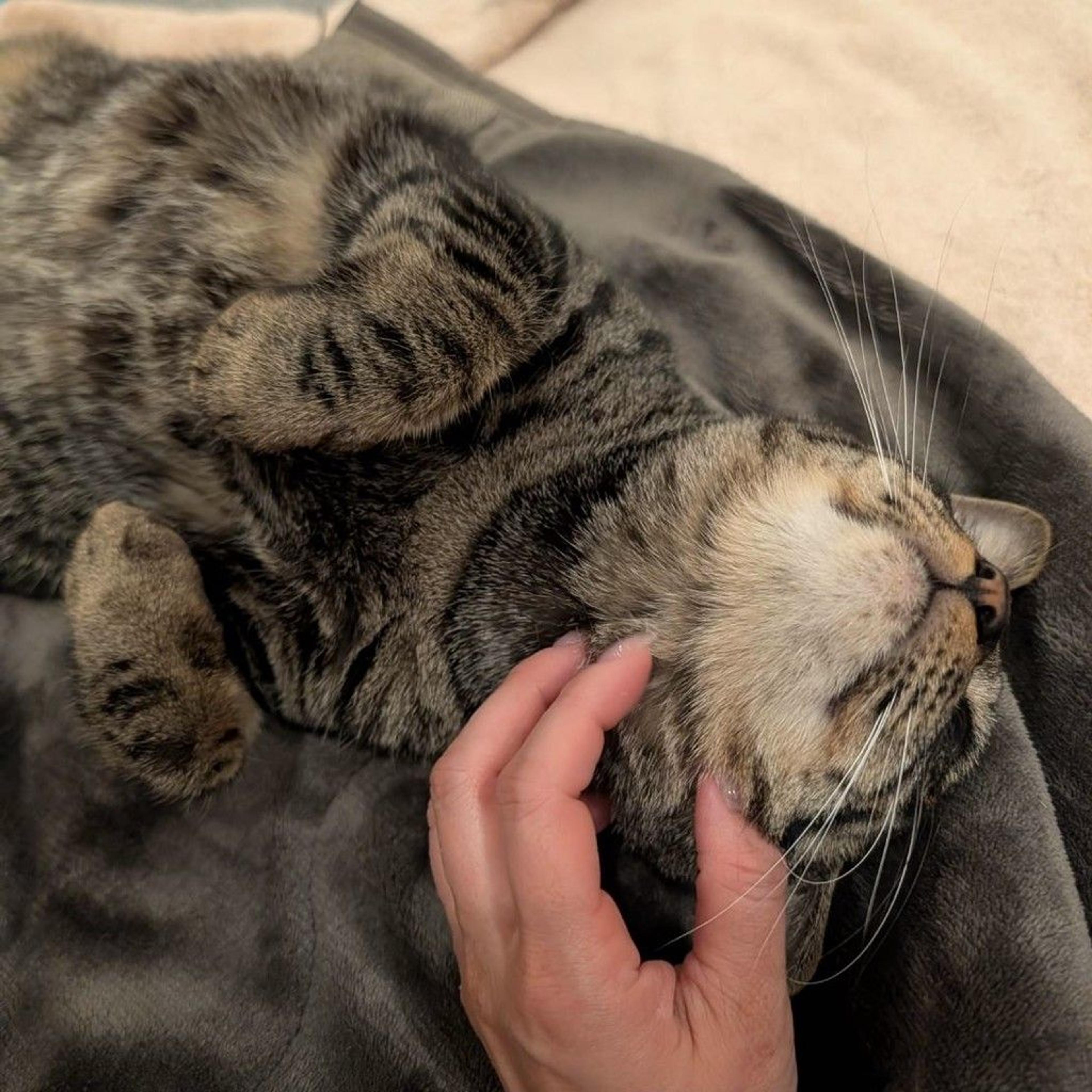 pet-image-5