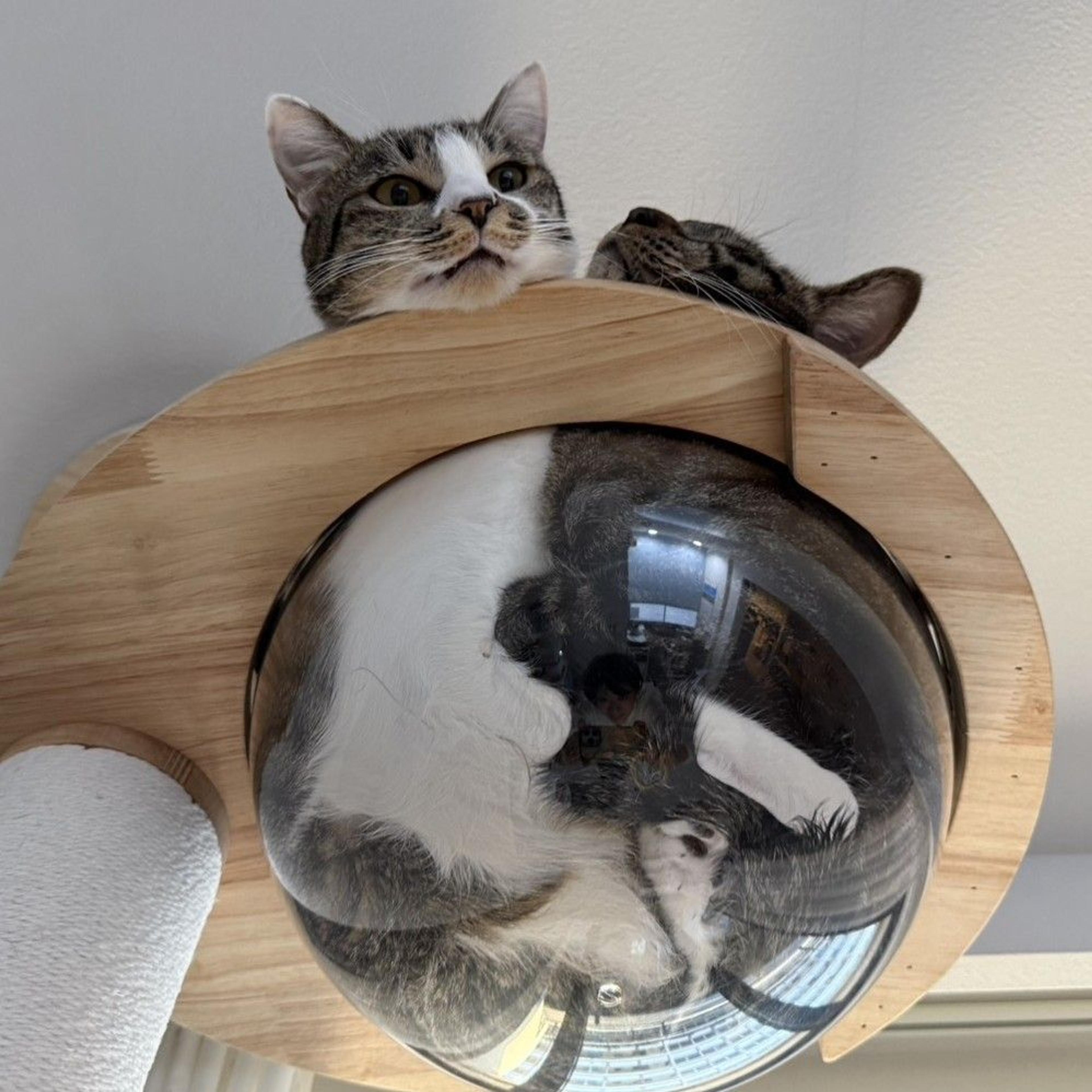 pet-image-7