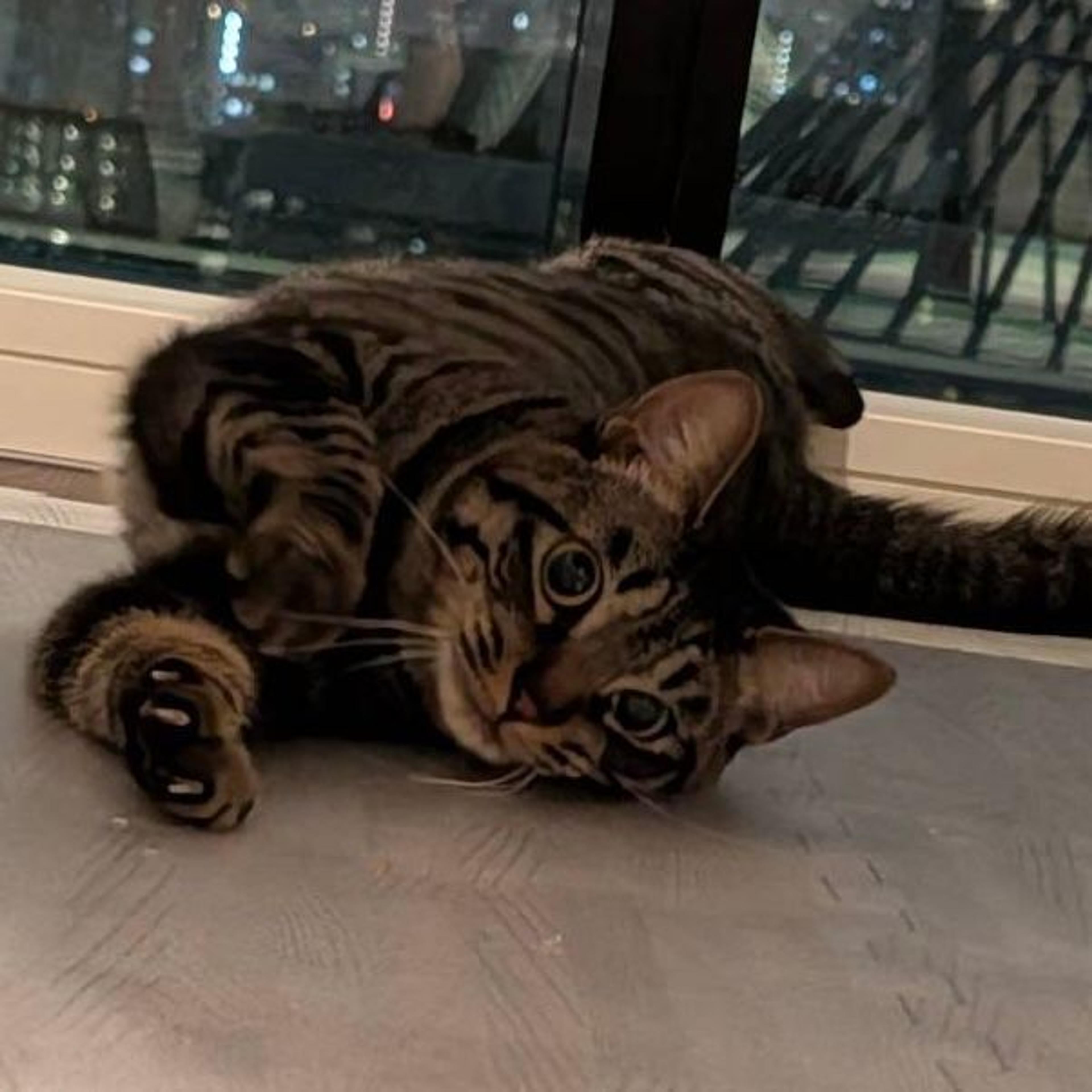 pet-image-8