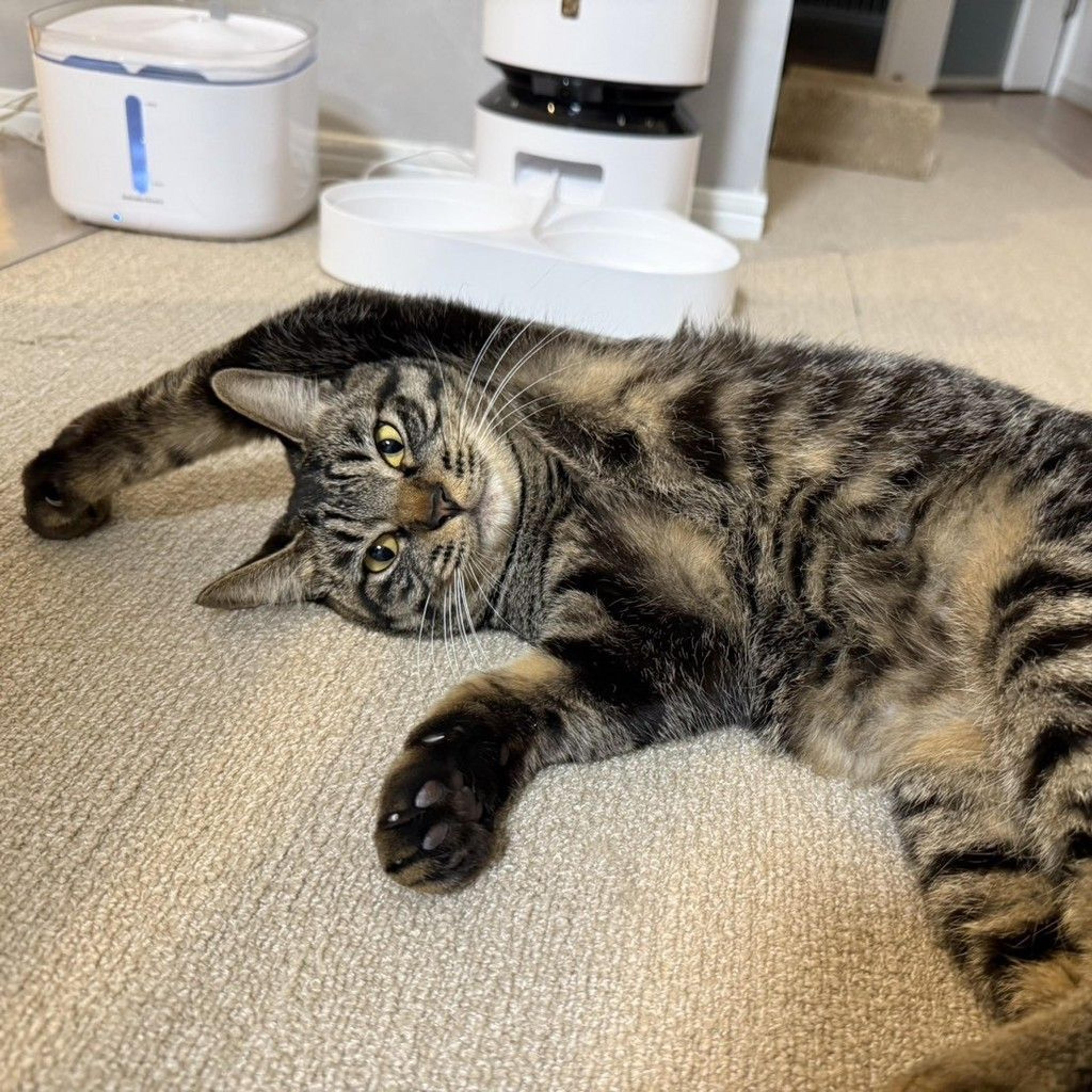 pet-image-9